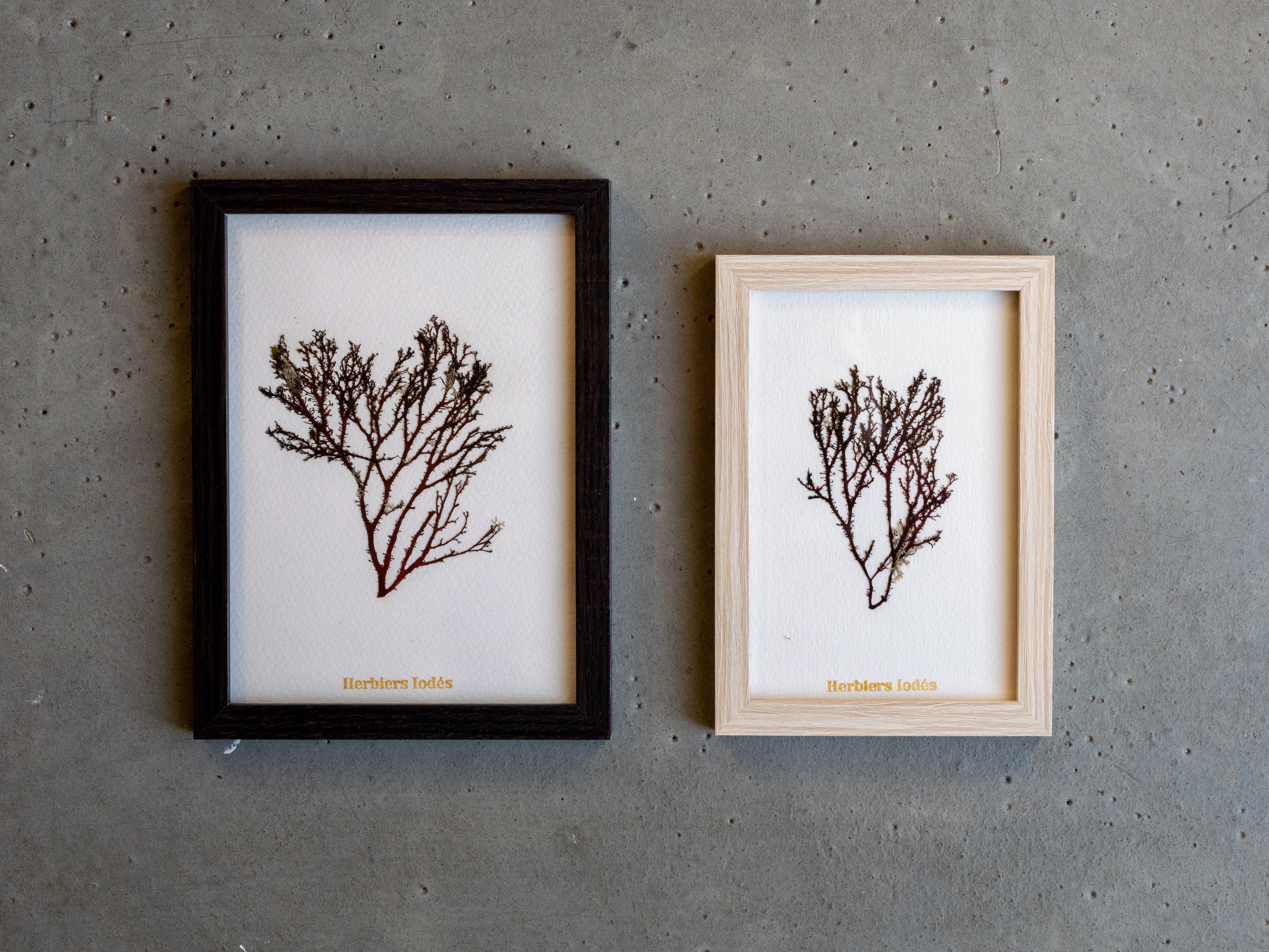 Alguier Arbre de Corail 🌳 - Format 10 x 15 cm