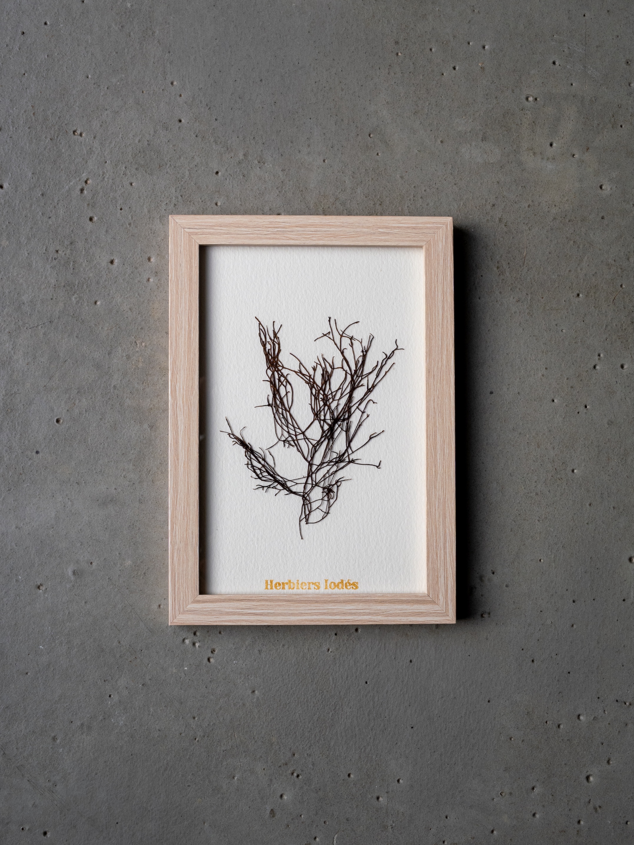 Alguier Encre Noire 🖤 - Format 10 x 15 cm