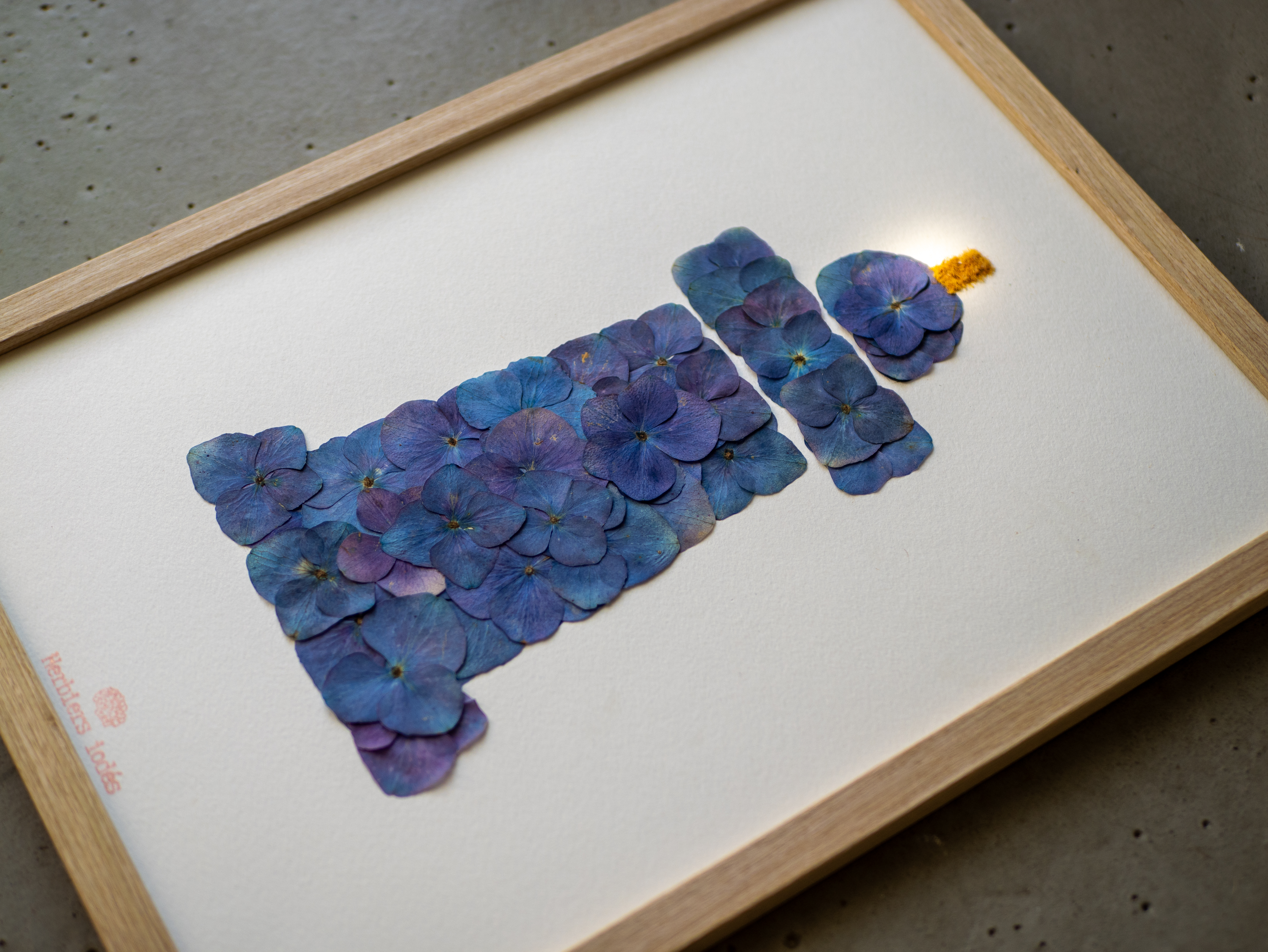 "Phare Breton" Herbier d'hortensias / Mimosa 