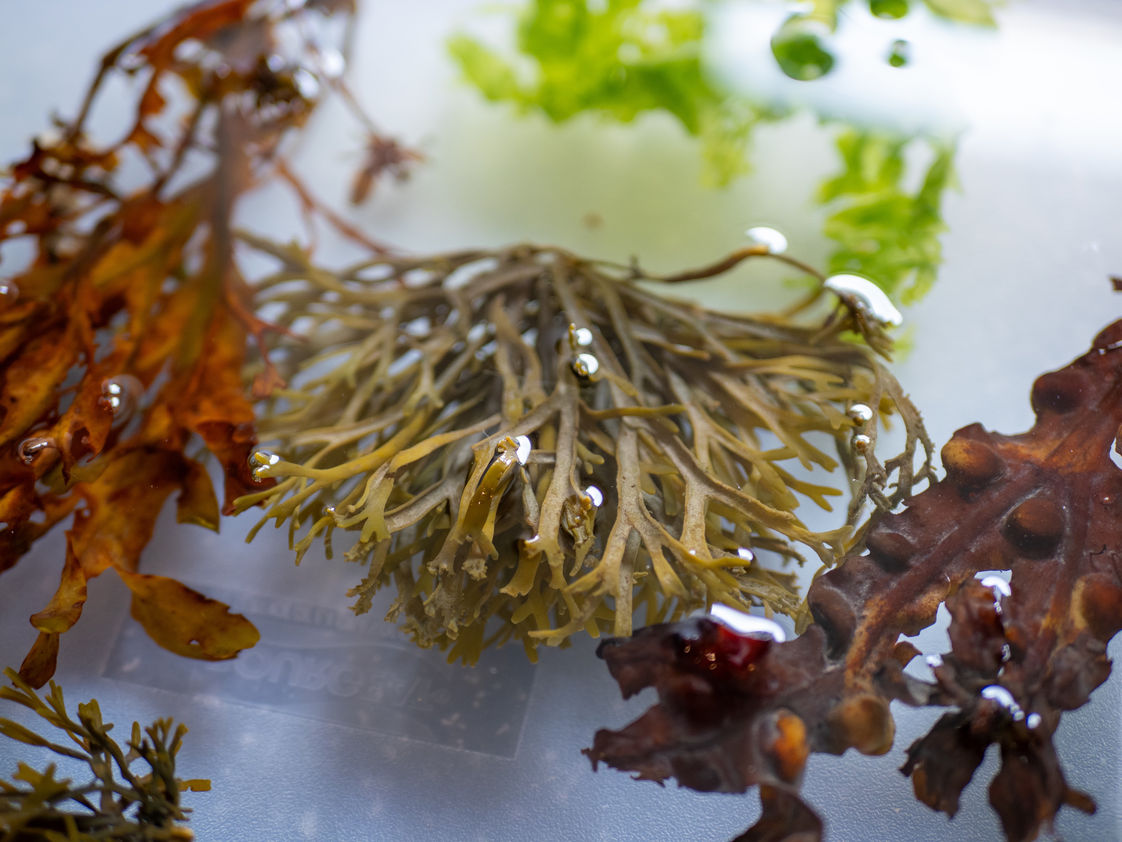 Alguier "Arbre de Mer" 🌊 - Format 20 X 25,5 cm