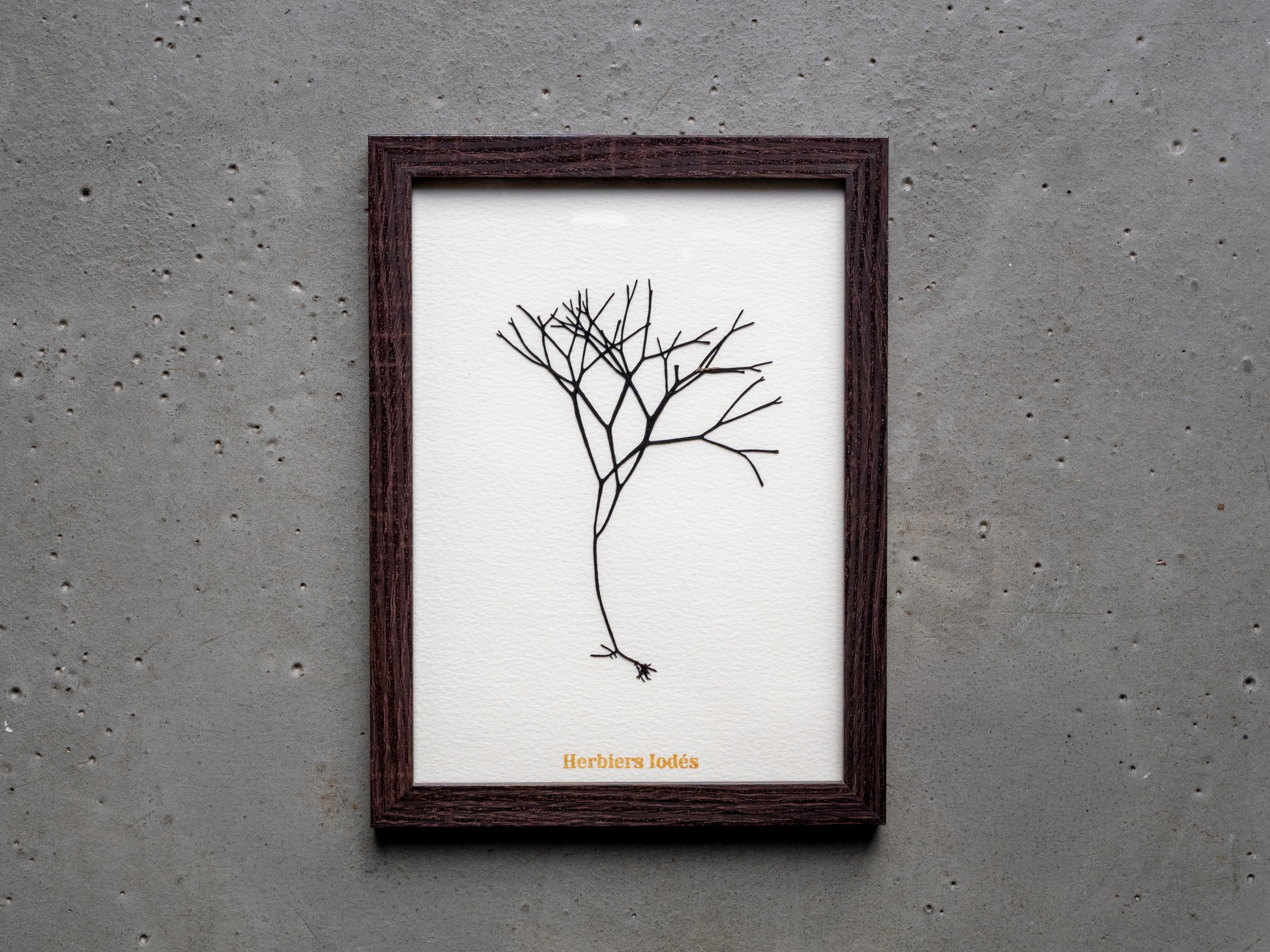 Alguier Racines Marines 🌳 - Format 13 x 18 cm