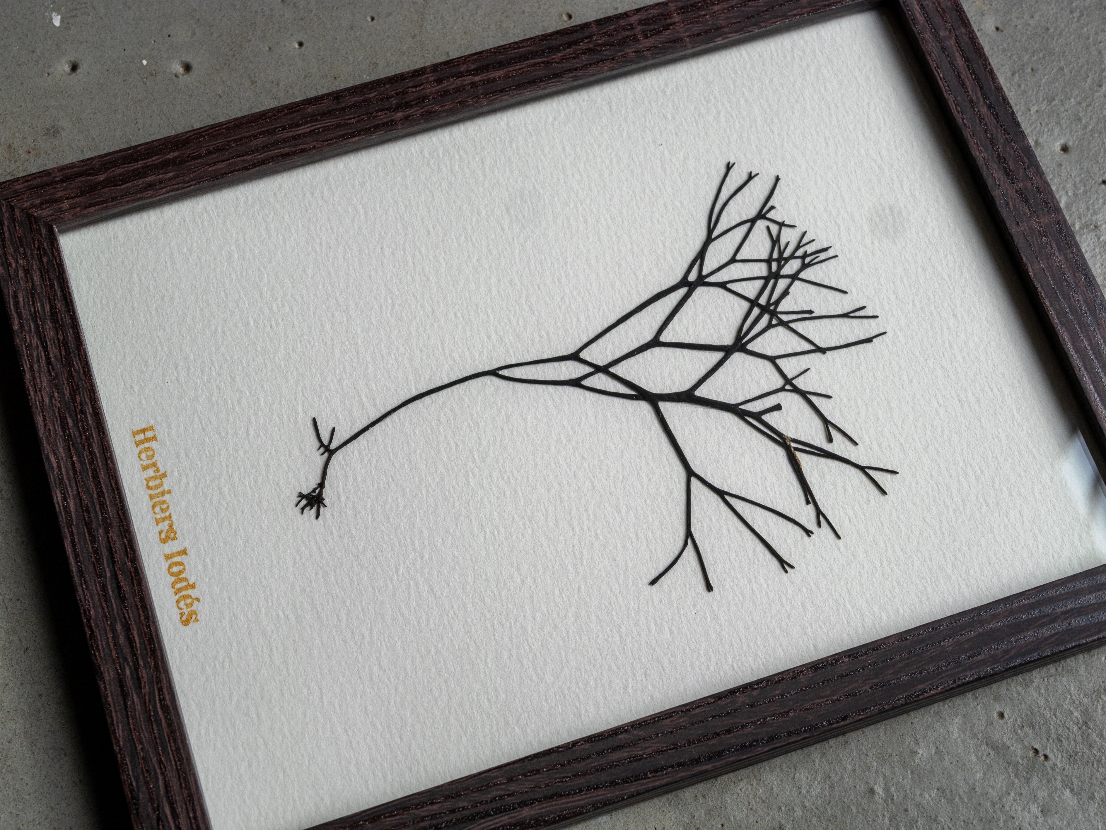 Alguier Racines Marines 🌳 - Format 13 x 18 cm