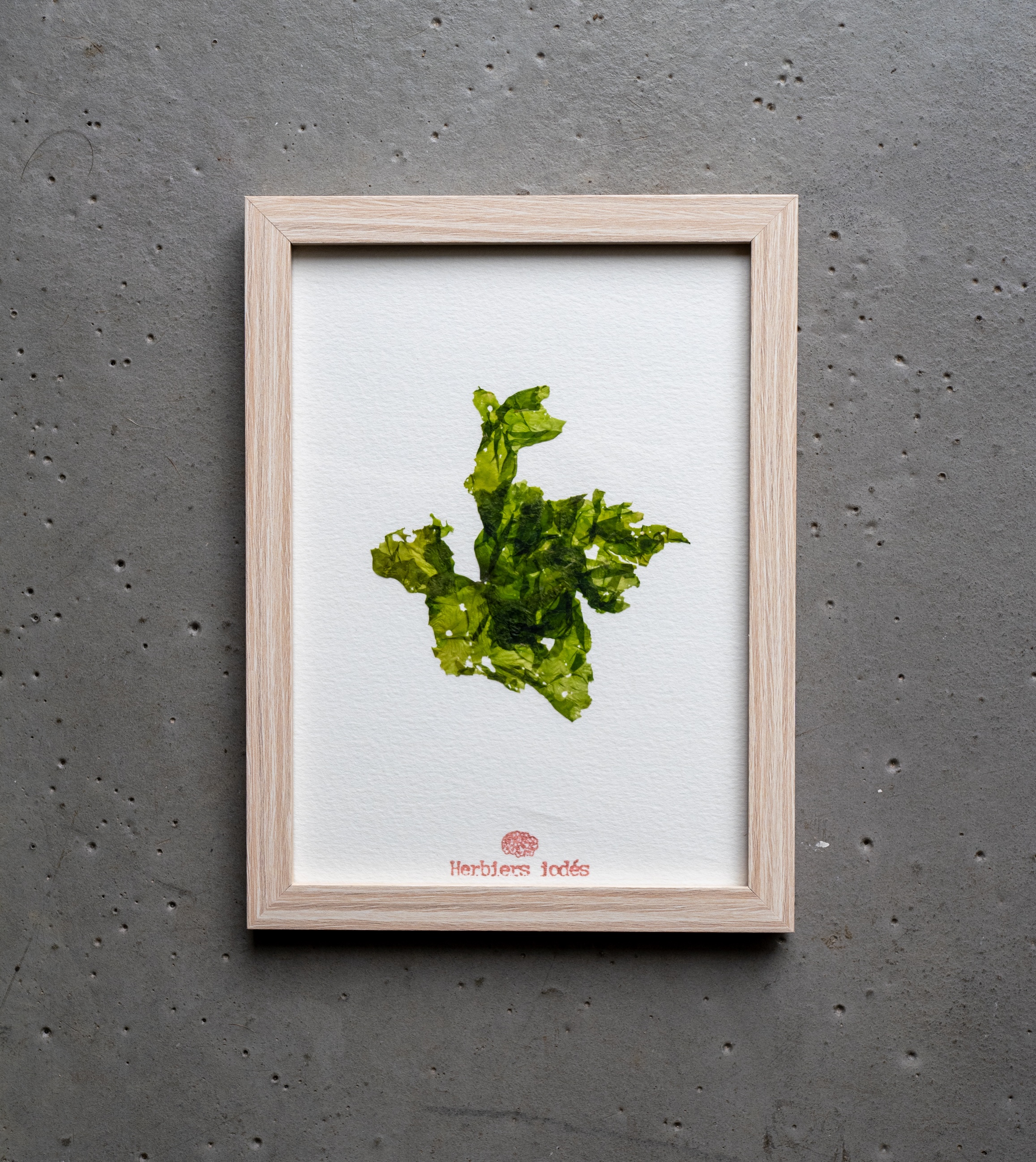 Alguier "Laitue de Mer" 🌊 - Format 13 X 18 cm