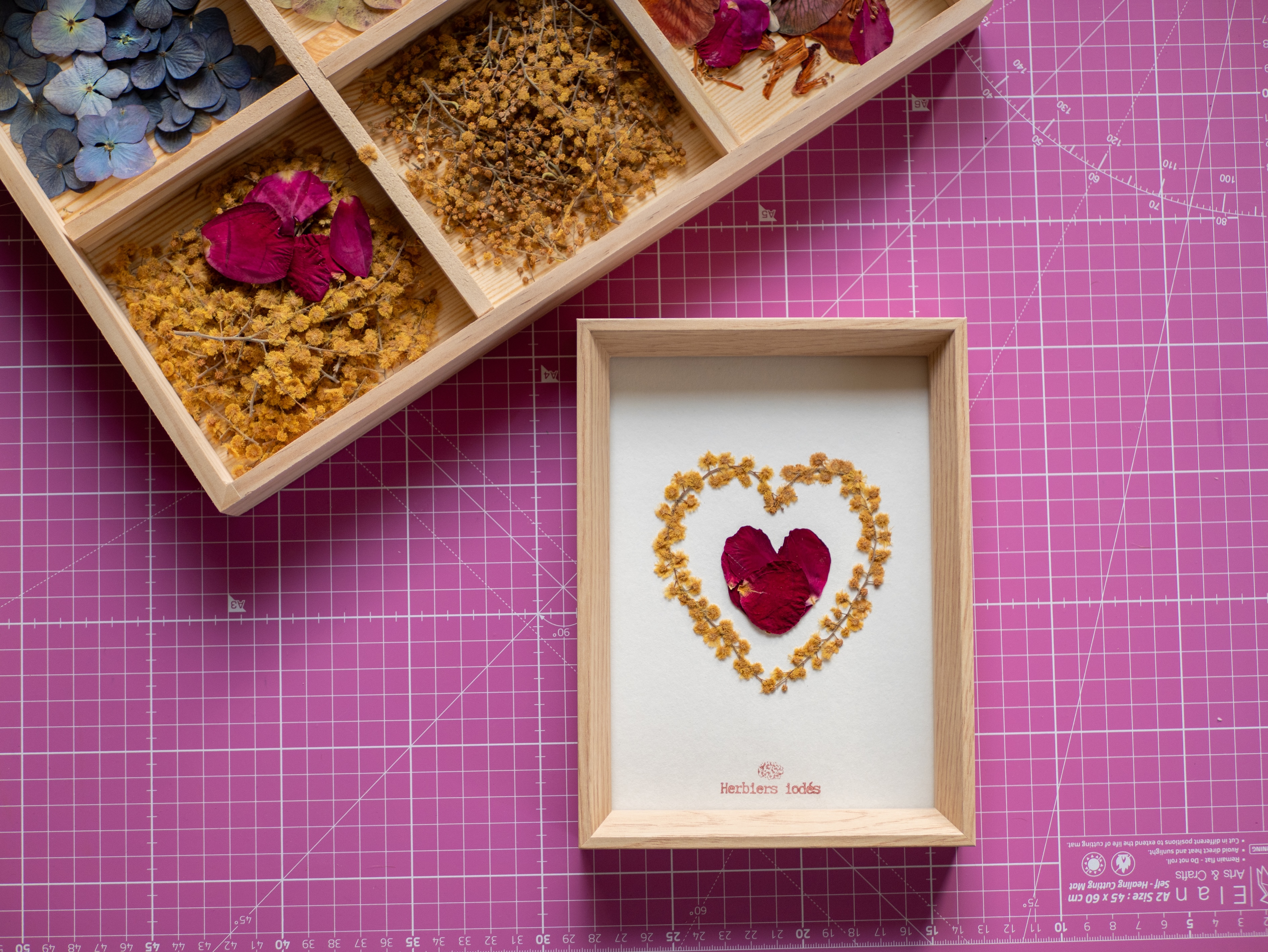 Herbier "Passion & lumière"  Rose & Mimosa 