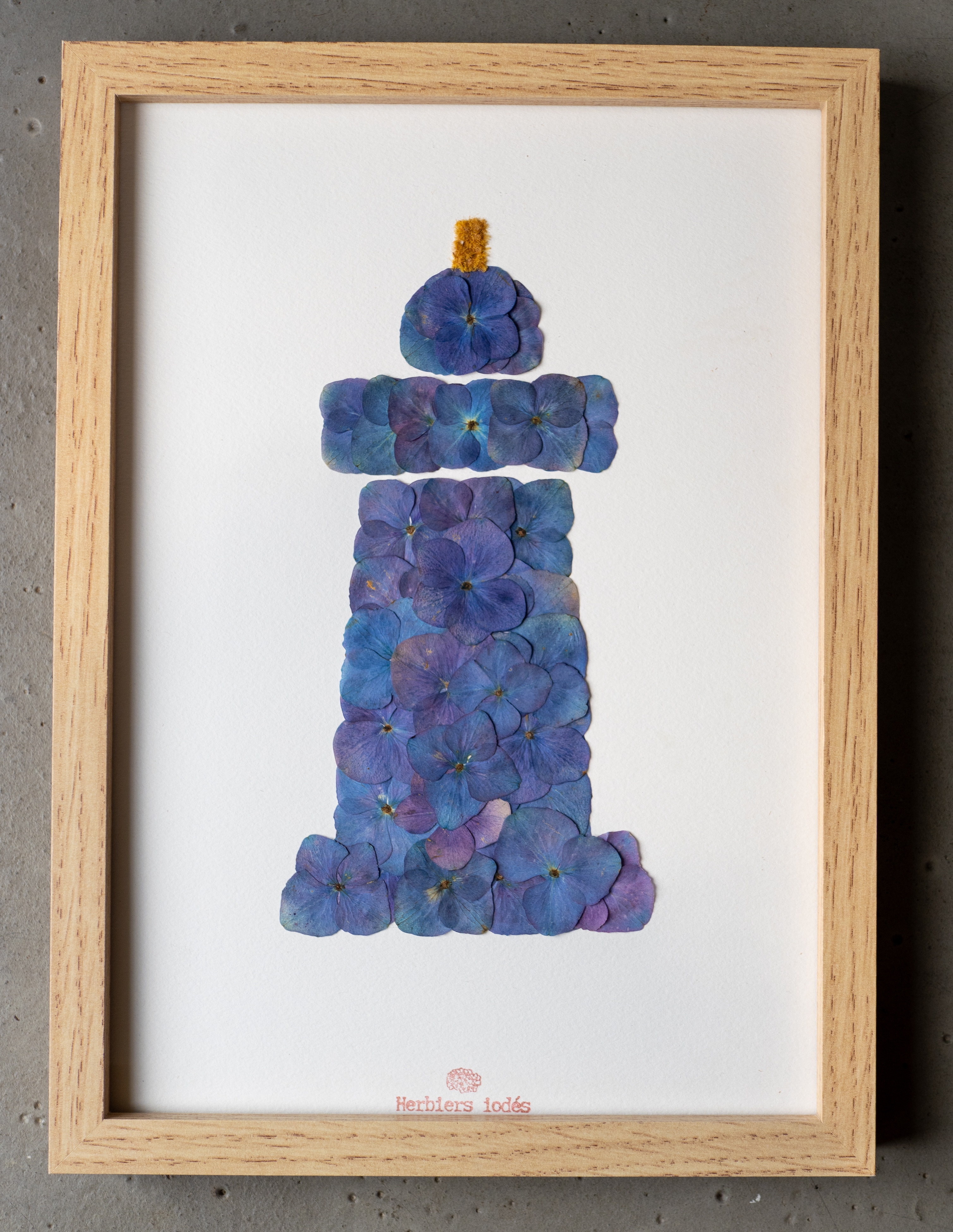 "Phare Breton" Herbier d'hortensias / Mimosa 