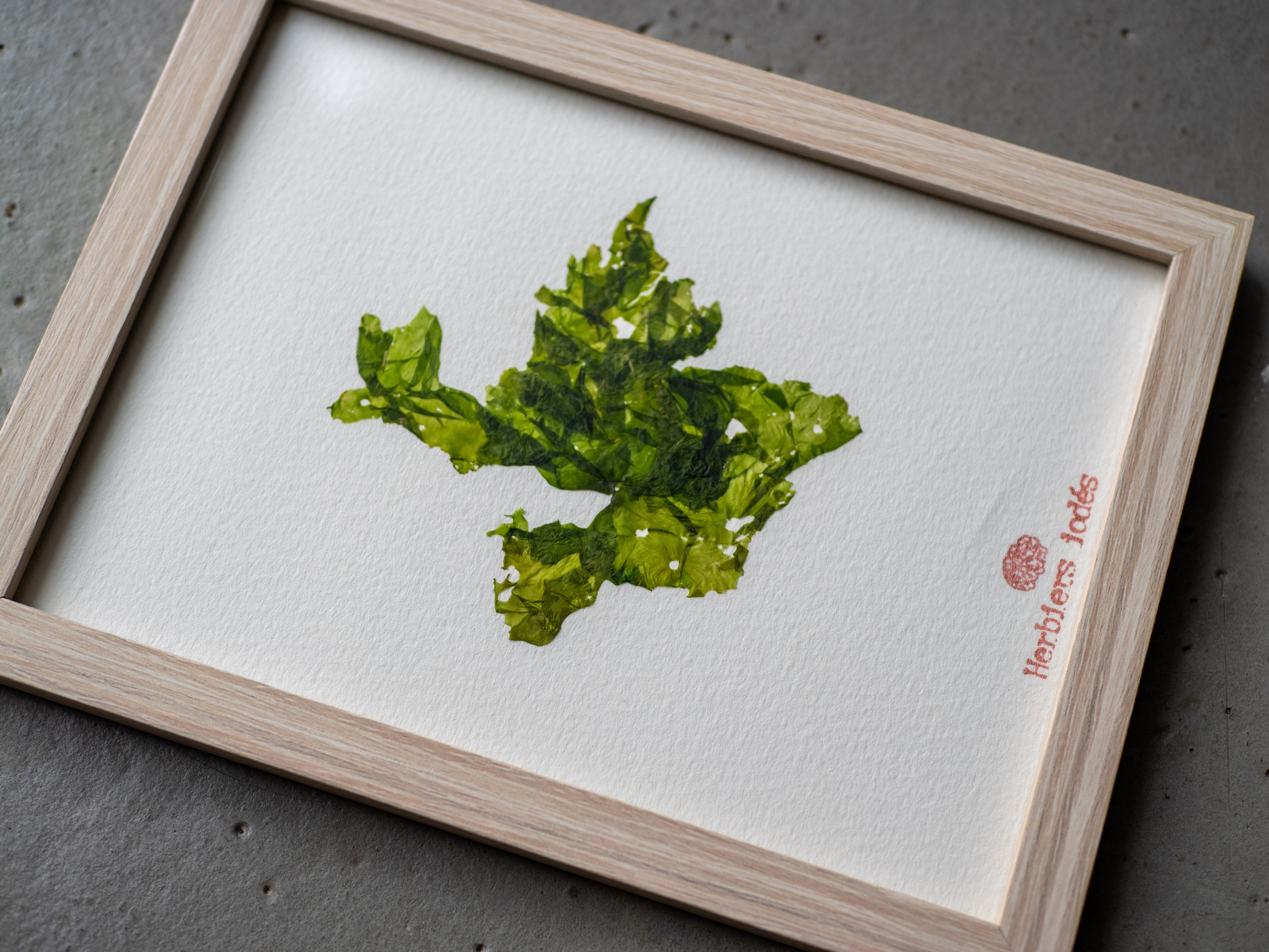 Alguier "Laitue de Mer" 🌊 - Format 13 X 18 cm