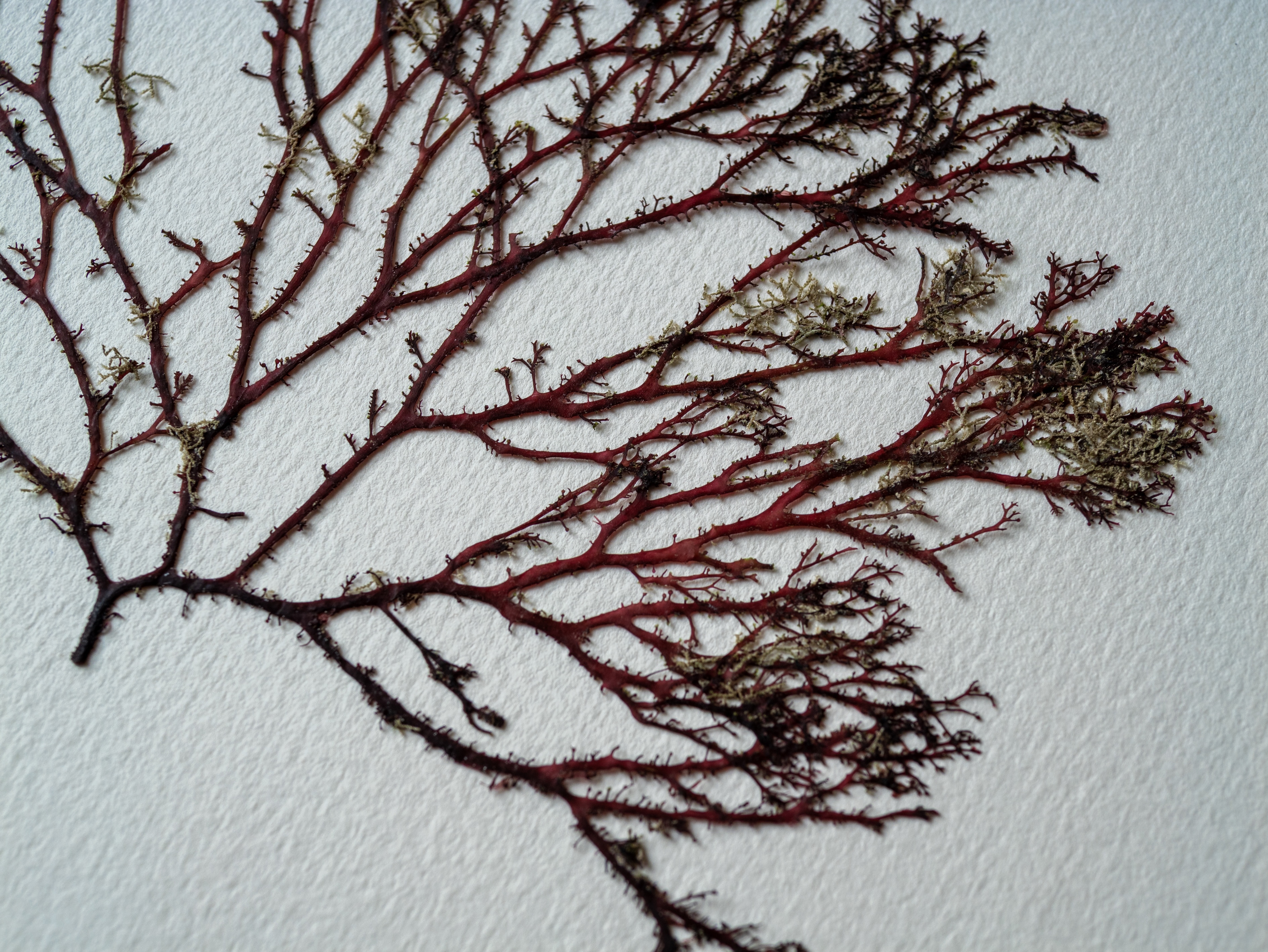 Alguier Jardin Pourpre 💜 - Format 20 x 25 cm