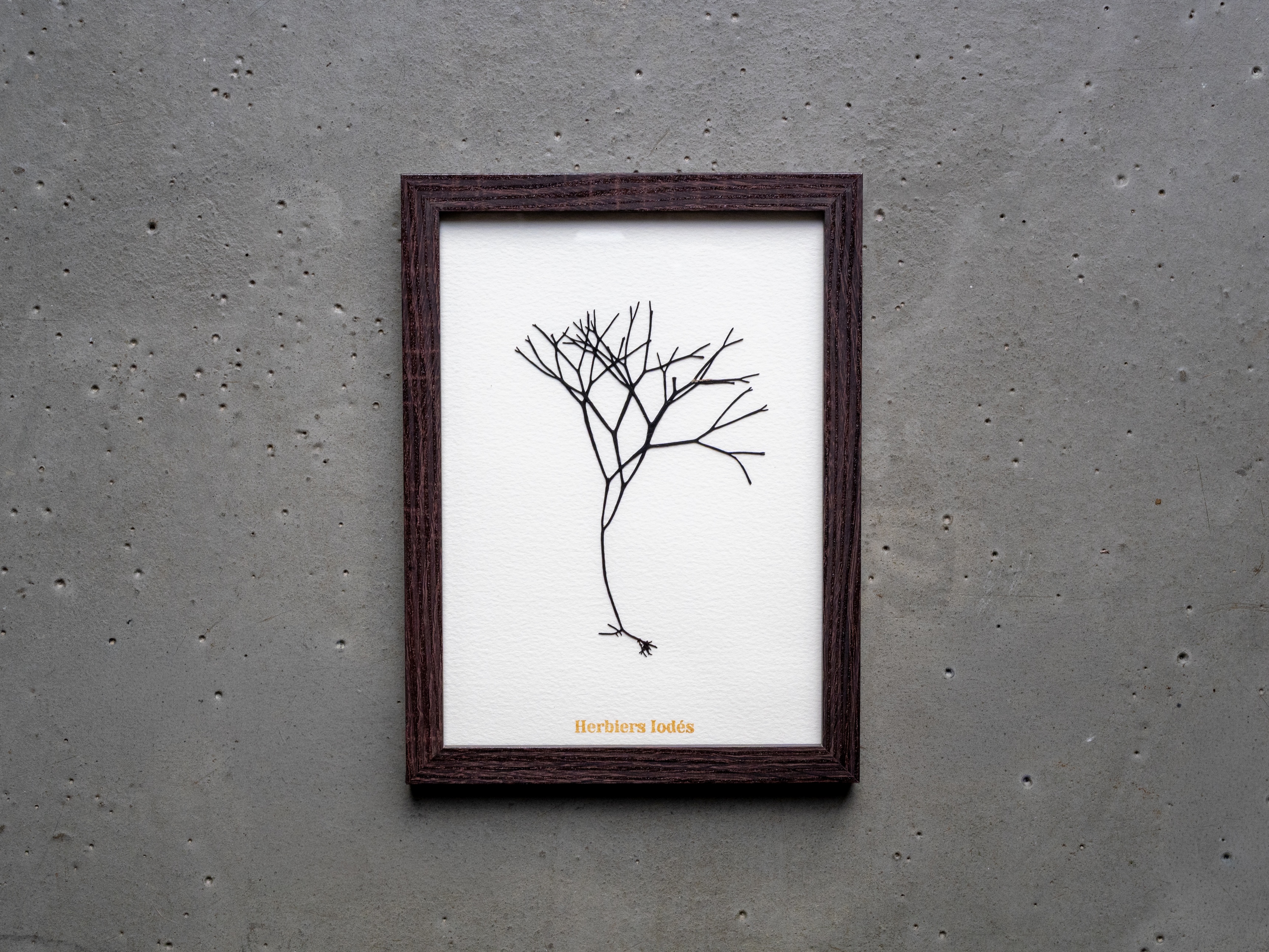 Alguier Racines Marines 🌳 - Format 13 x 18 cm