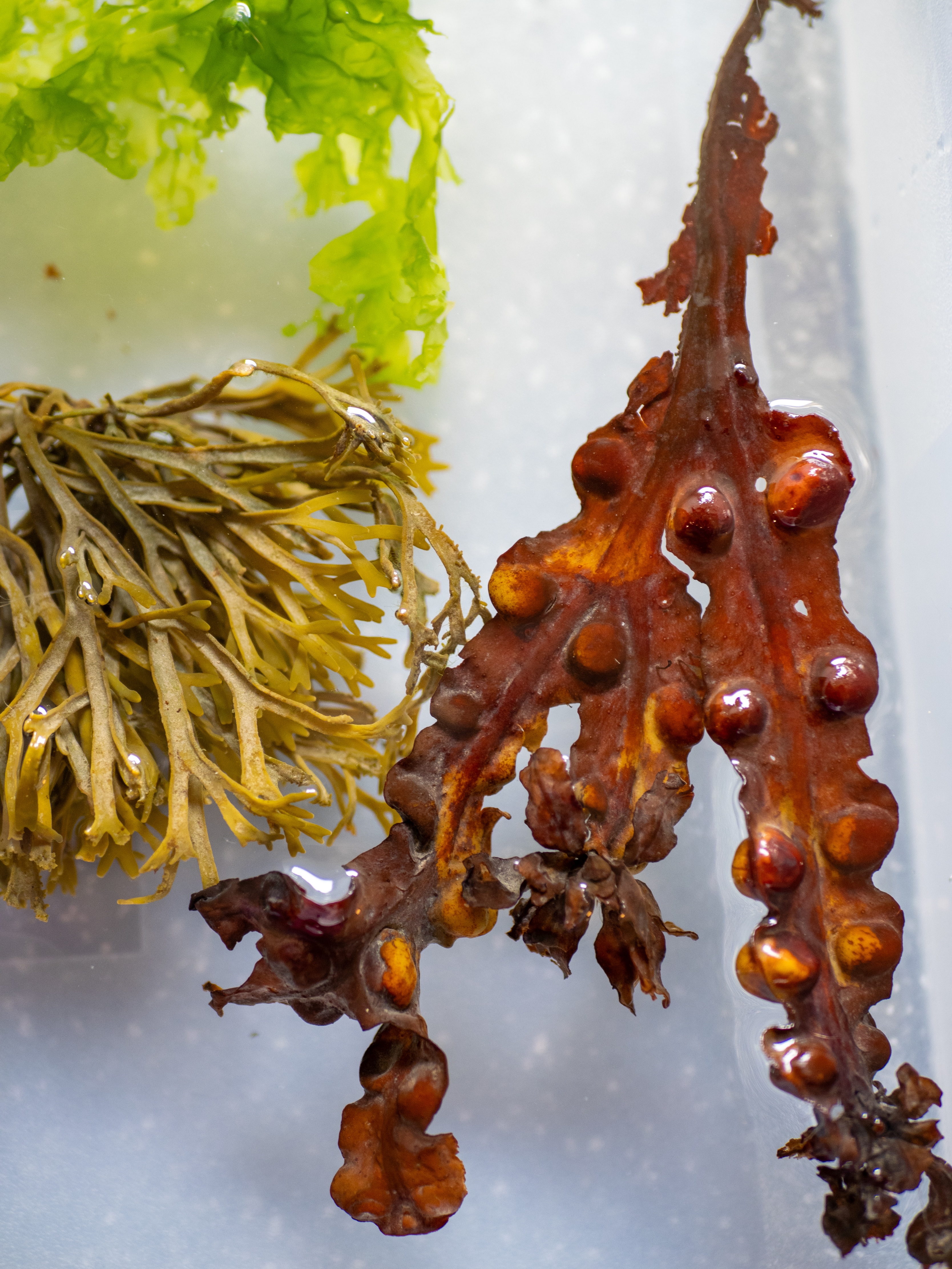 Alguier "Ombre & Lumière" 🌊 - Format 21 X 27 cm