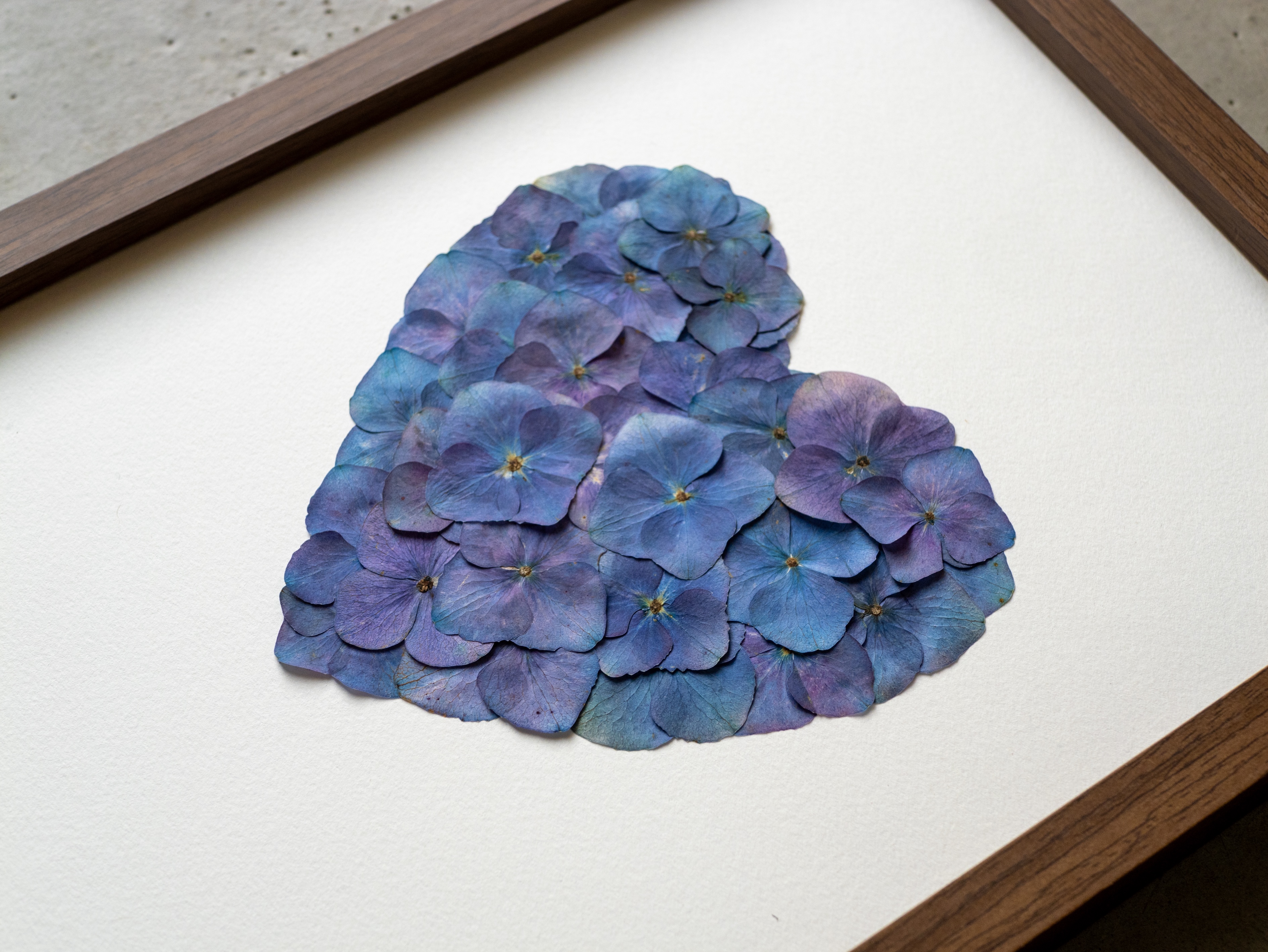 "Coeur bleu dégradé " Herbier d'hortensias  23 x 31,5 cm