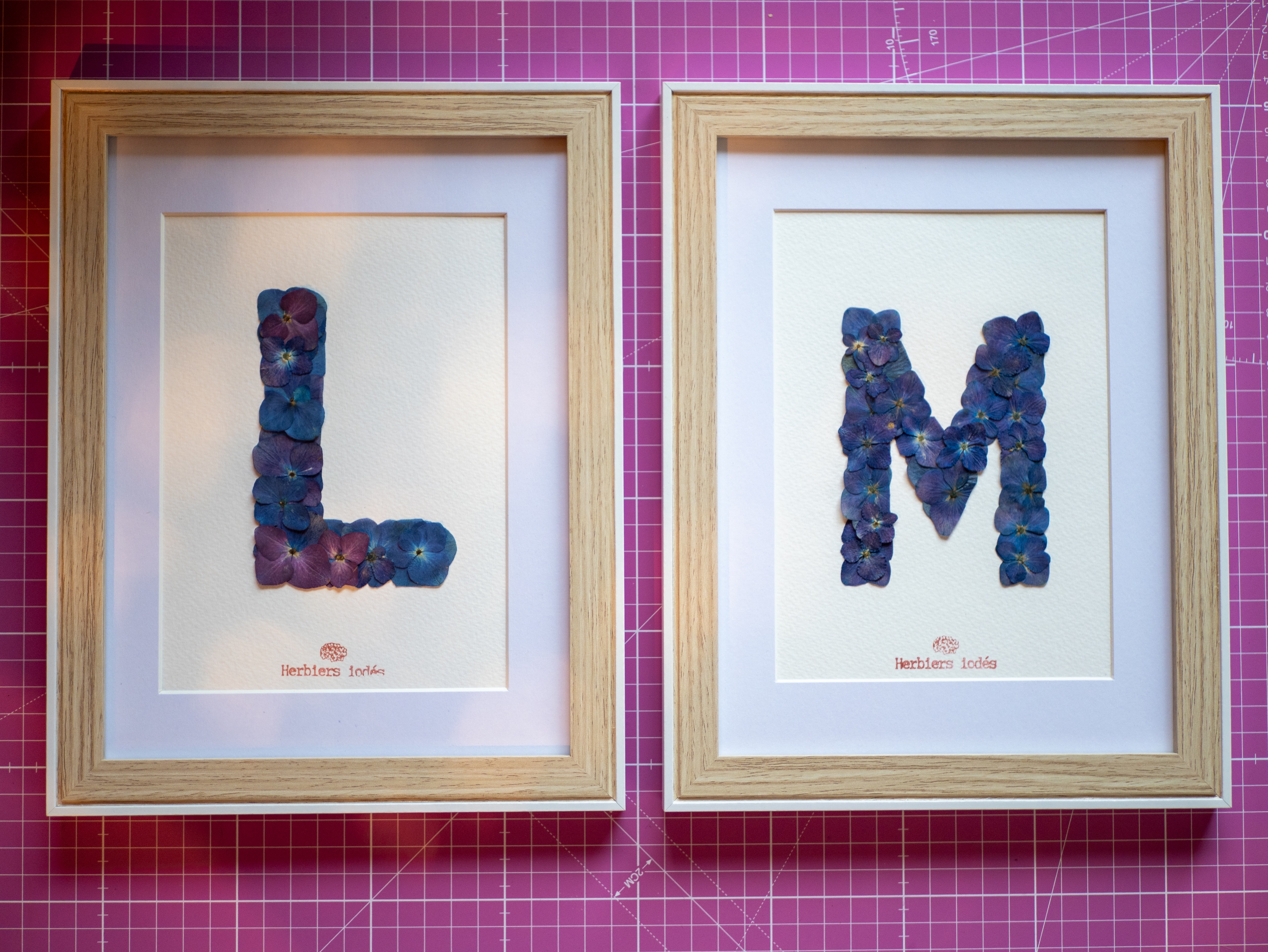 Herbier "Alphabet Iodé" Collection Hortensia