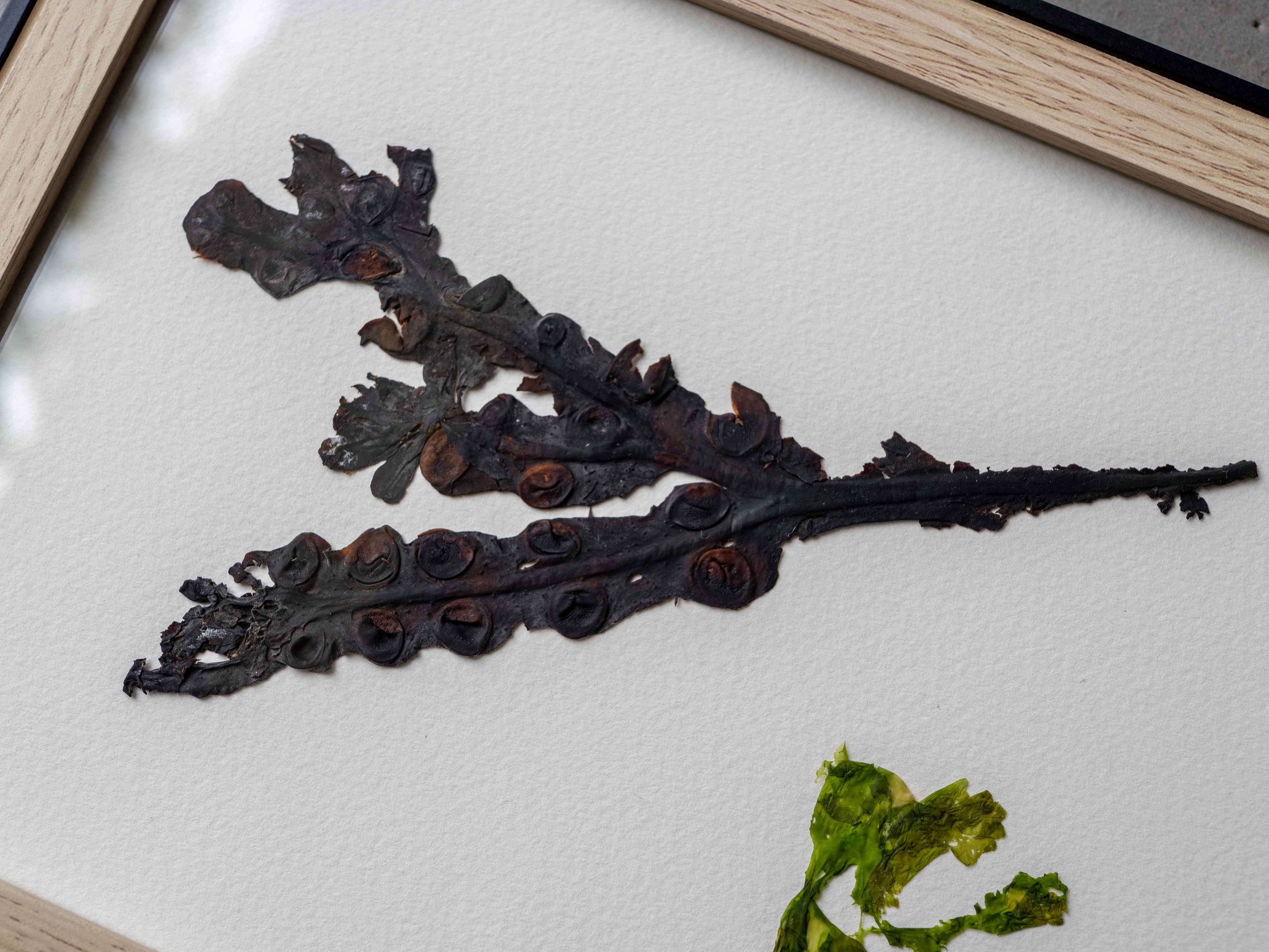 Alguier "Ombre & Lumière" 🌊 - Format 21 X 27 cm