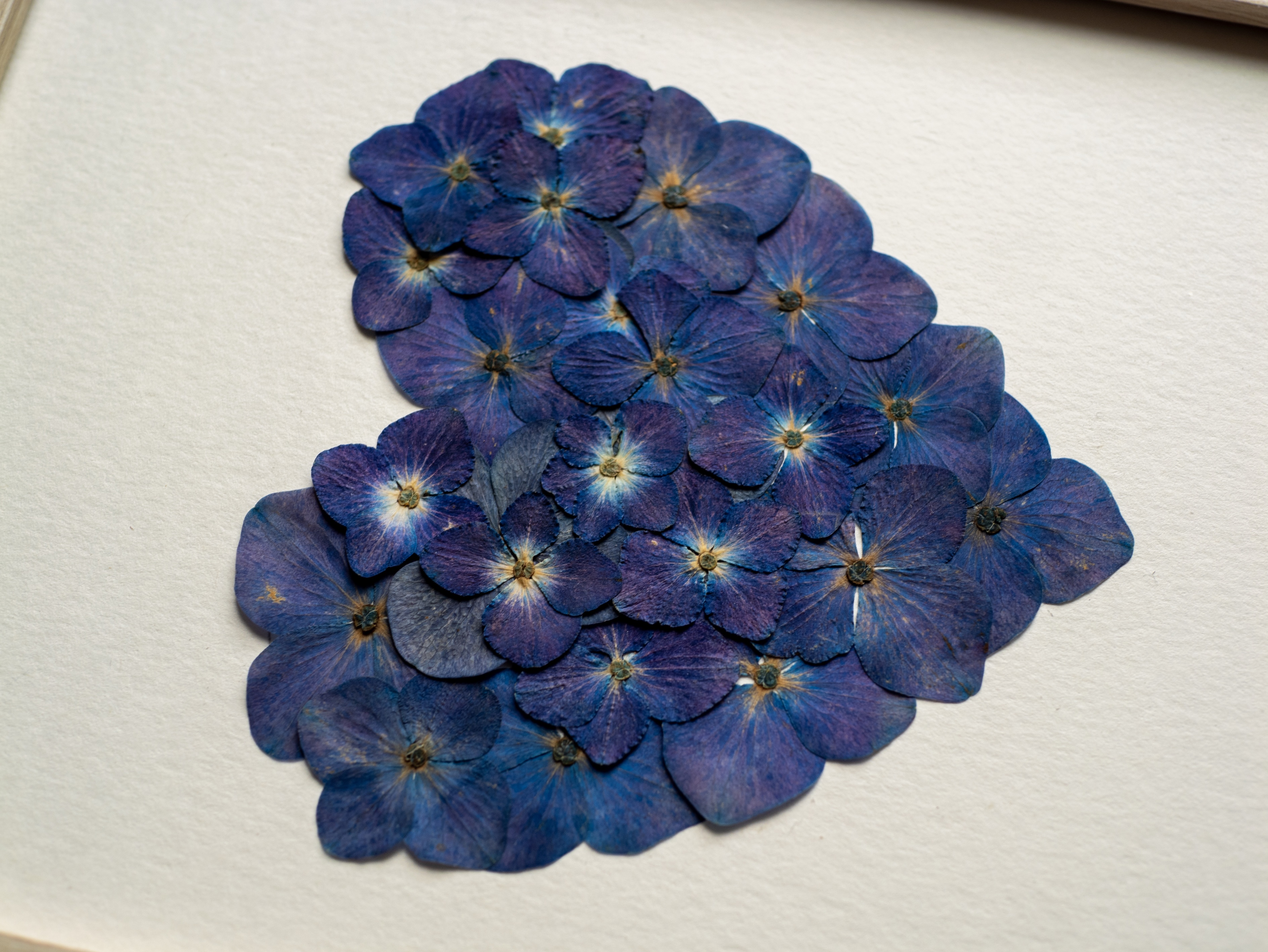 "Coeur Bleu de Paimpol 💙" - Herbier Hortensias 13 x 18 cm