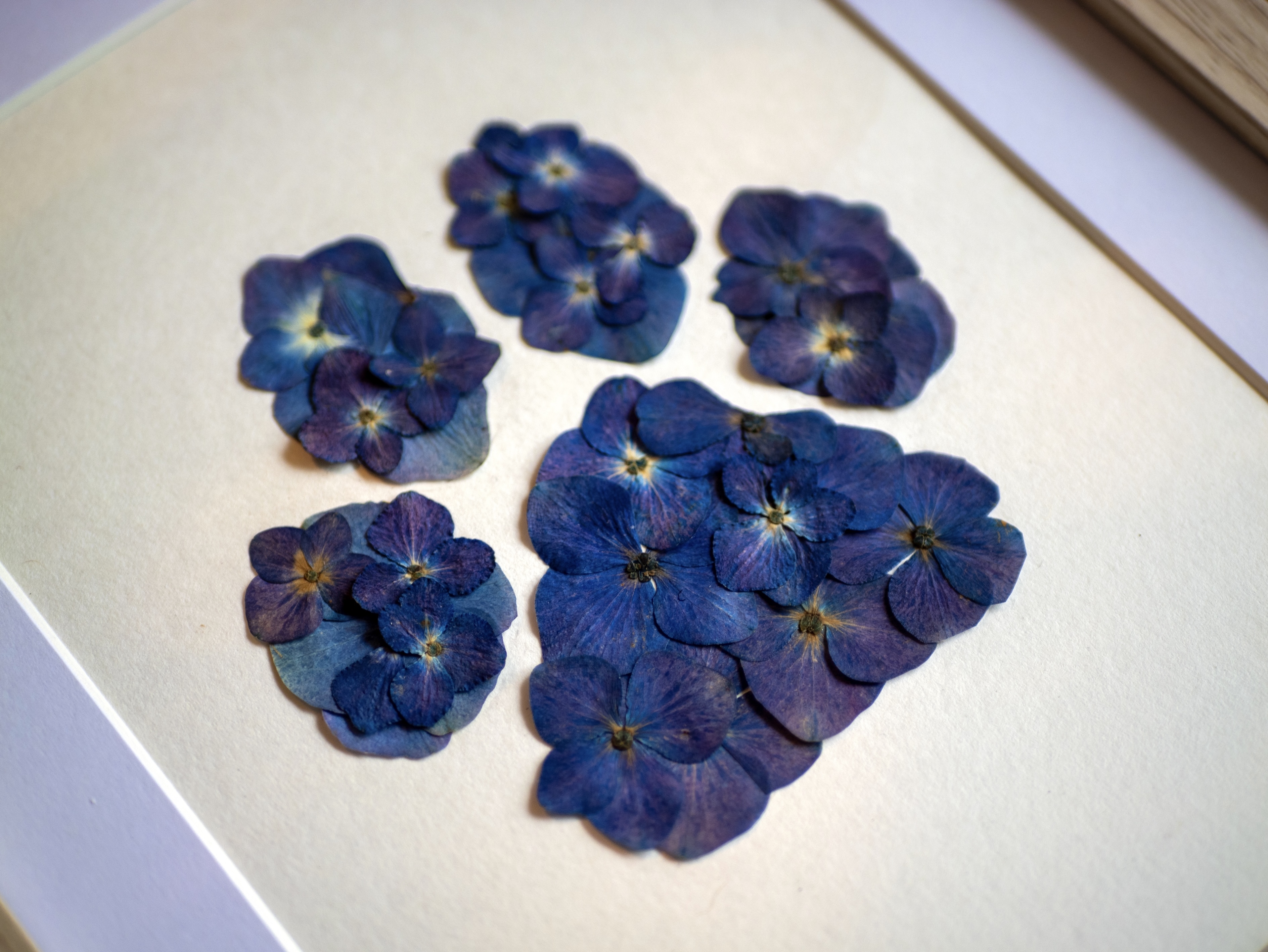 Herbier "Patte Bleue" 🐾  18 x 24 cm