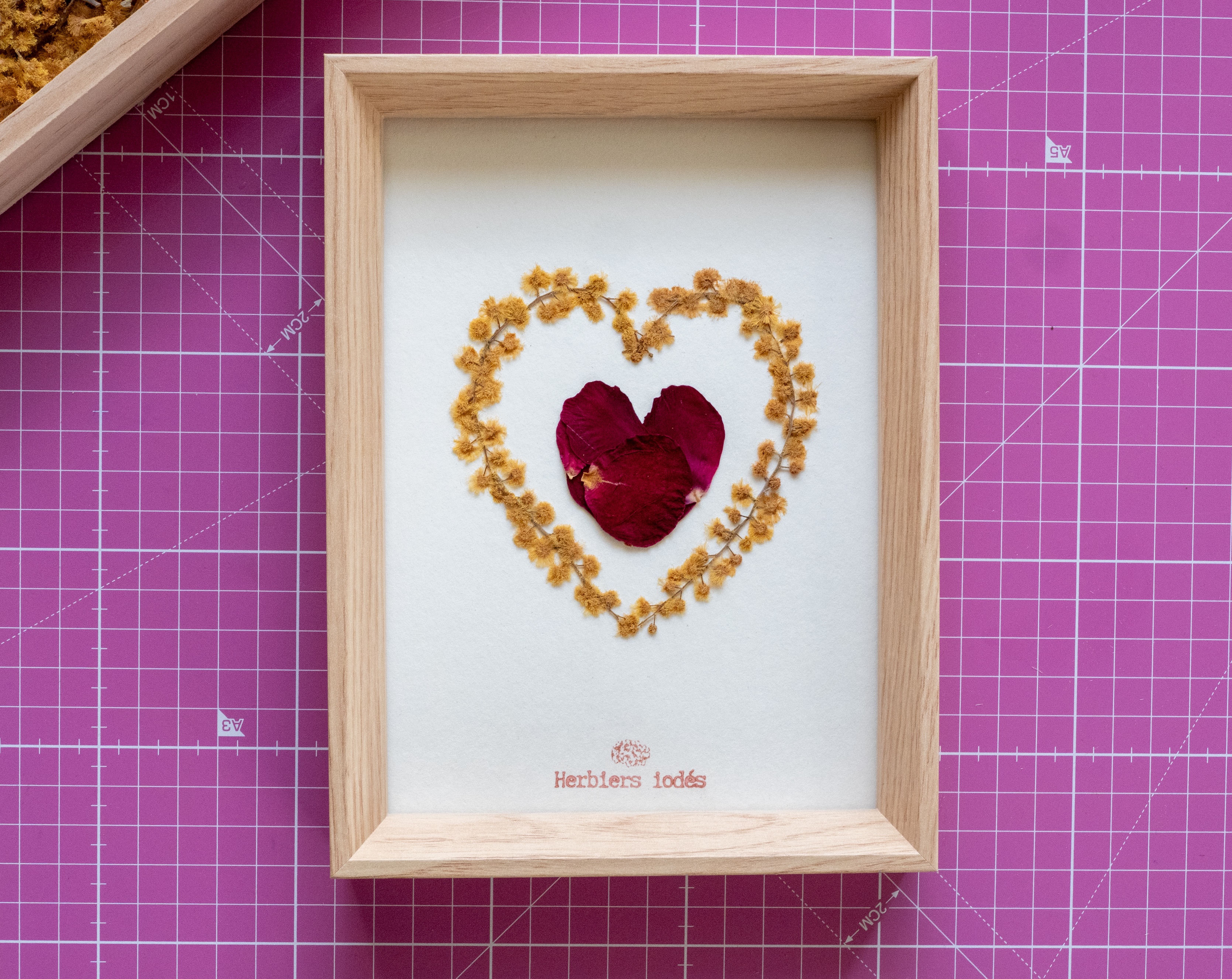 Herbier "Passion & lumière"  Rose & Mimosa 