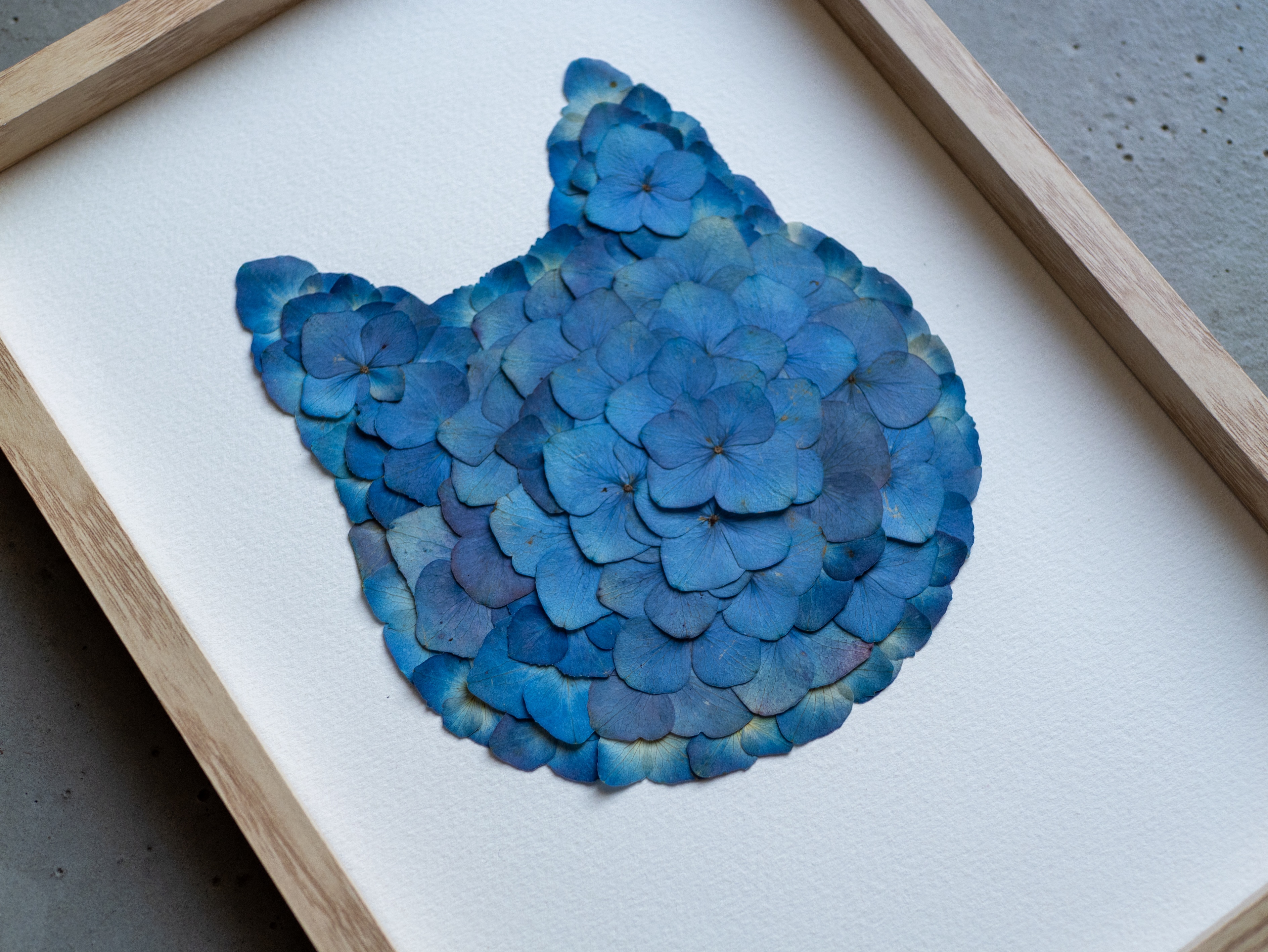 "Chat Contemplatif" Herbier Hortensias Bleus - Format A4