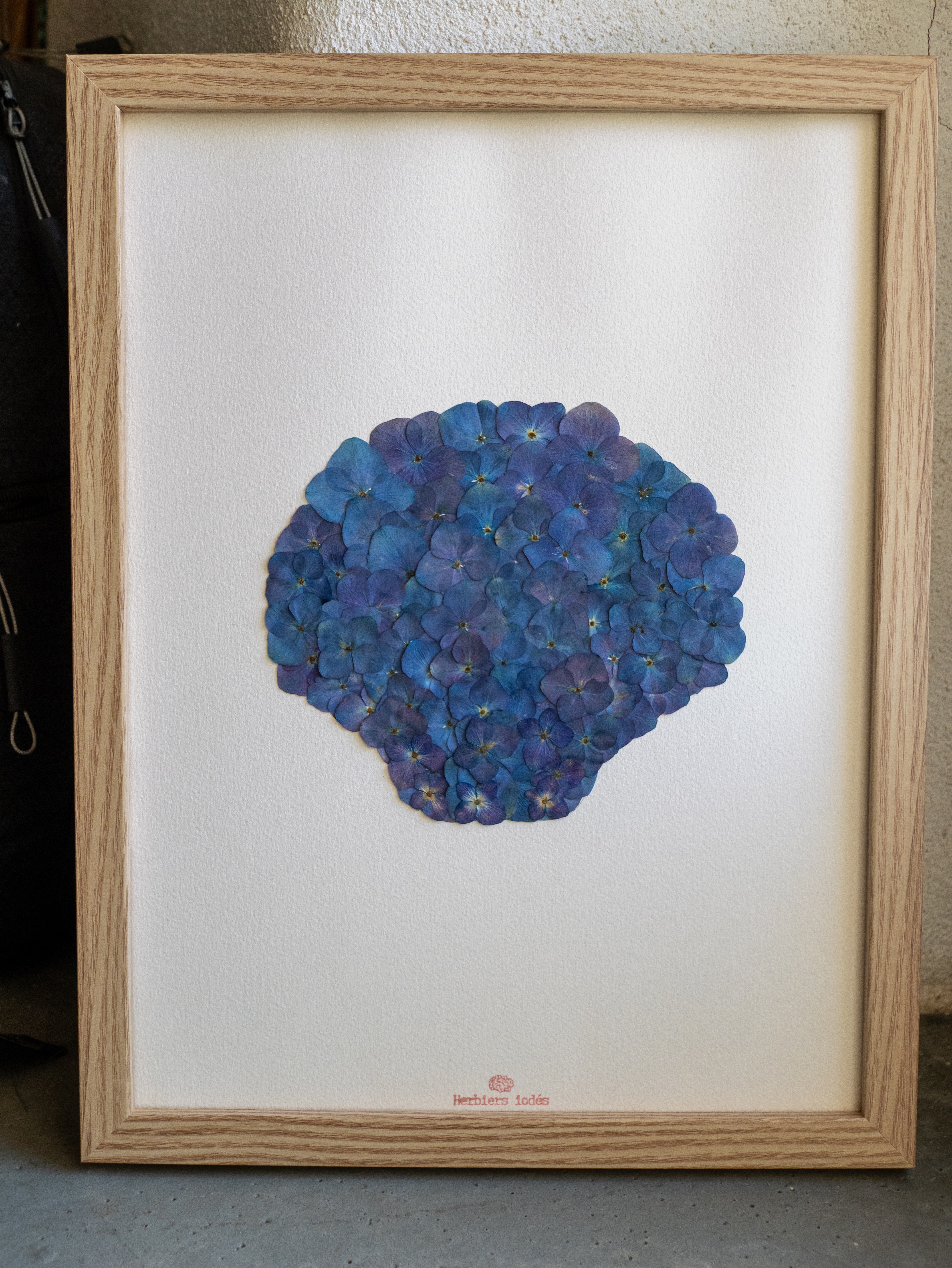 "Coquille Iodé" Herbier d'hortensias - 30 x 40 cm