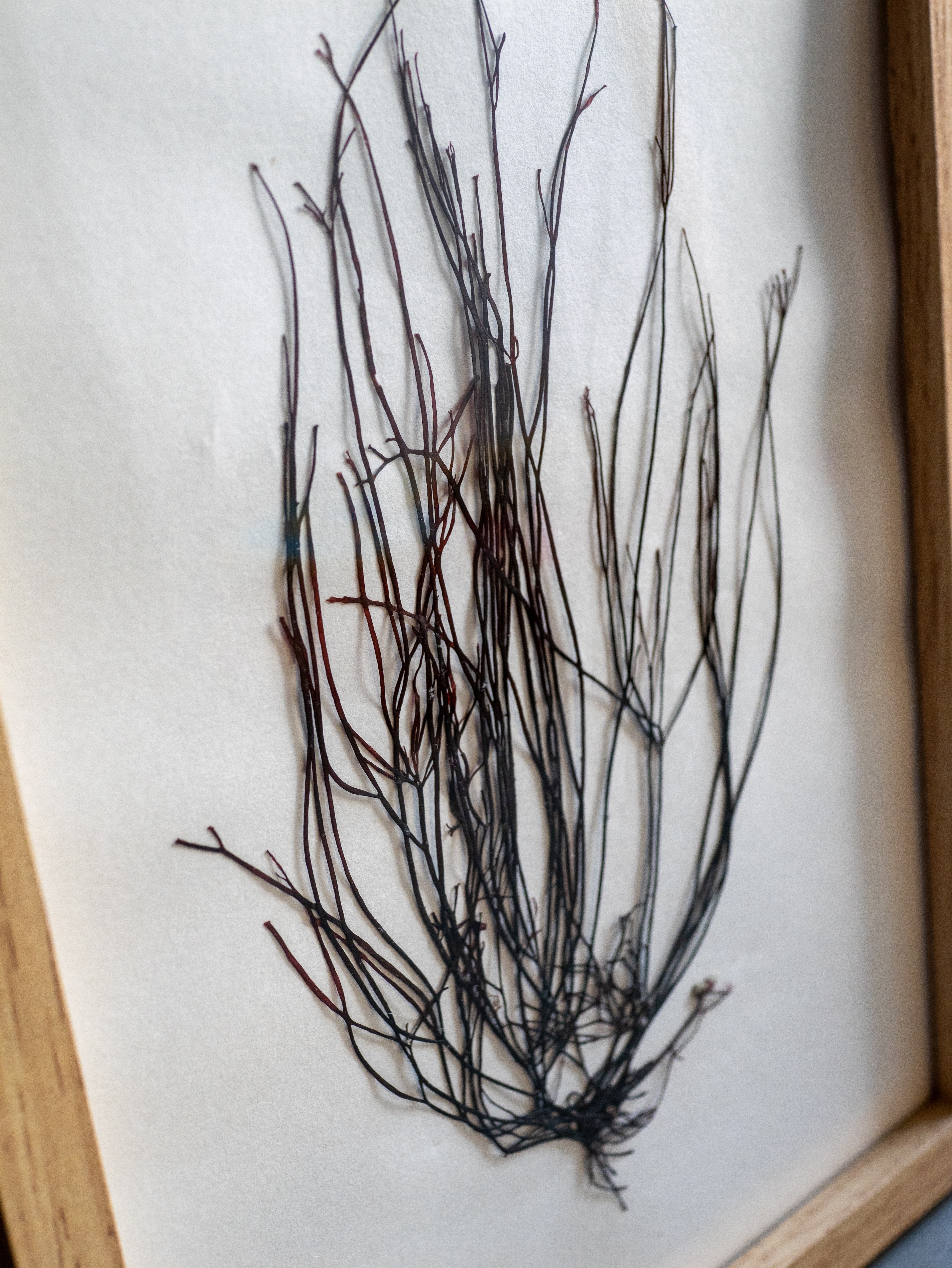 Alguier "Fils d'Océan" 🌊 - Format A4