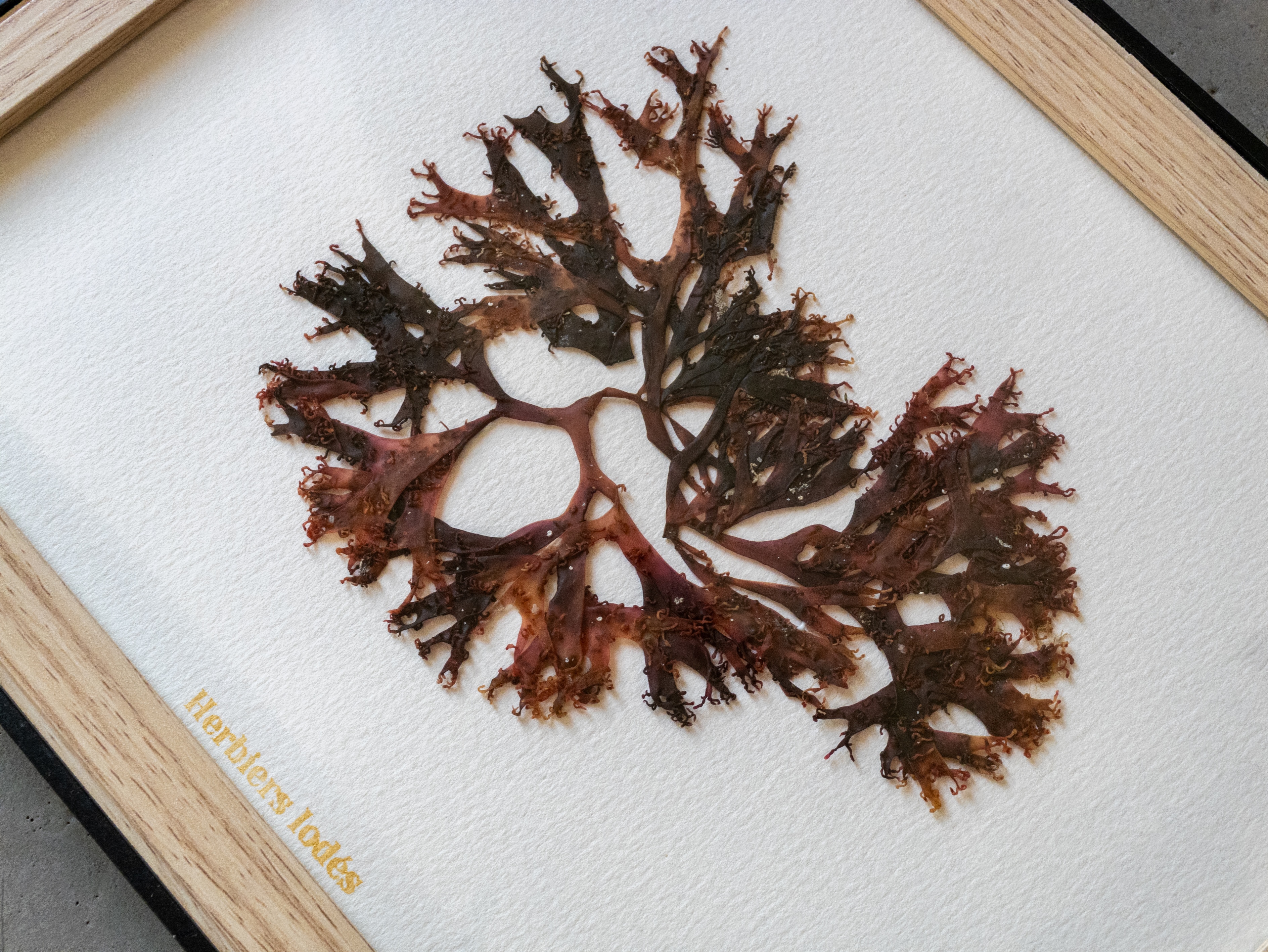 Alguier Dégradé d'Automne 🍂 - Format 18 x 24 cm