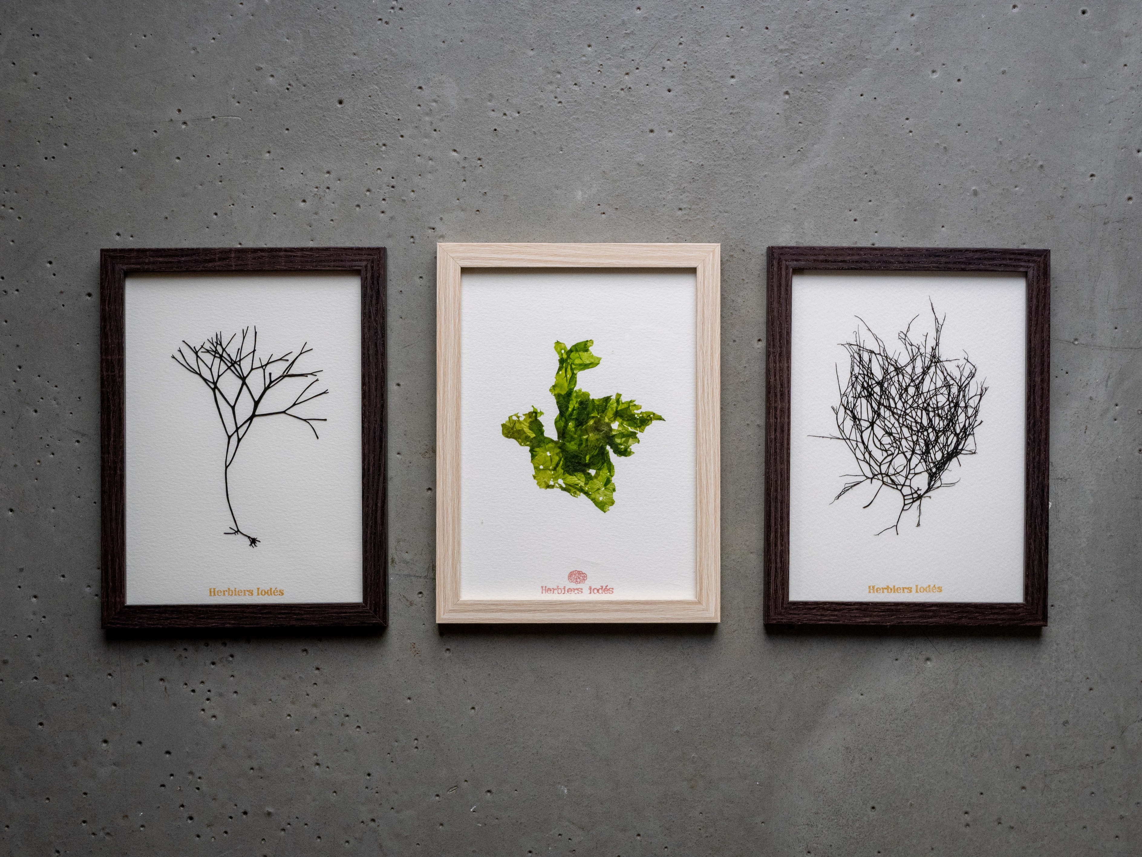 Alguier Racines Marines 🌳 - Format 13 x 18 cm