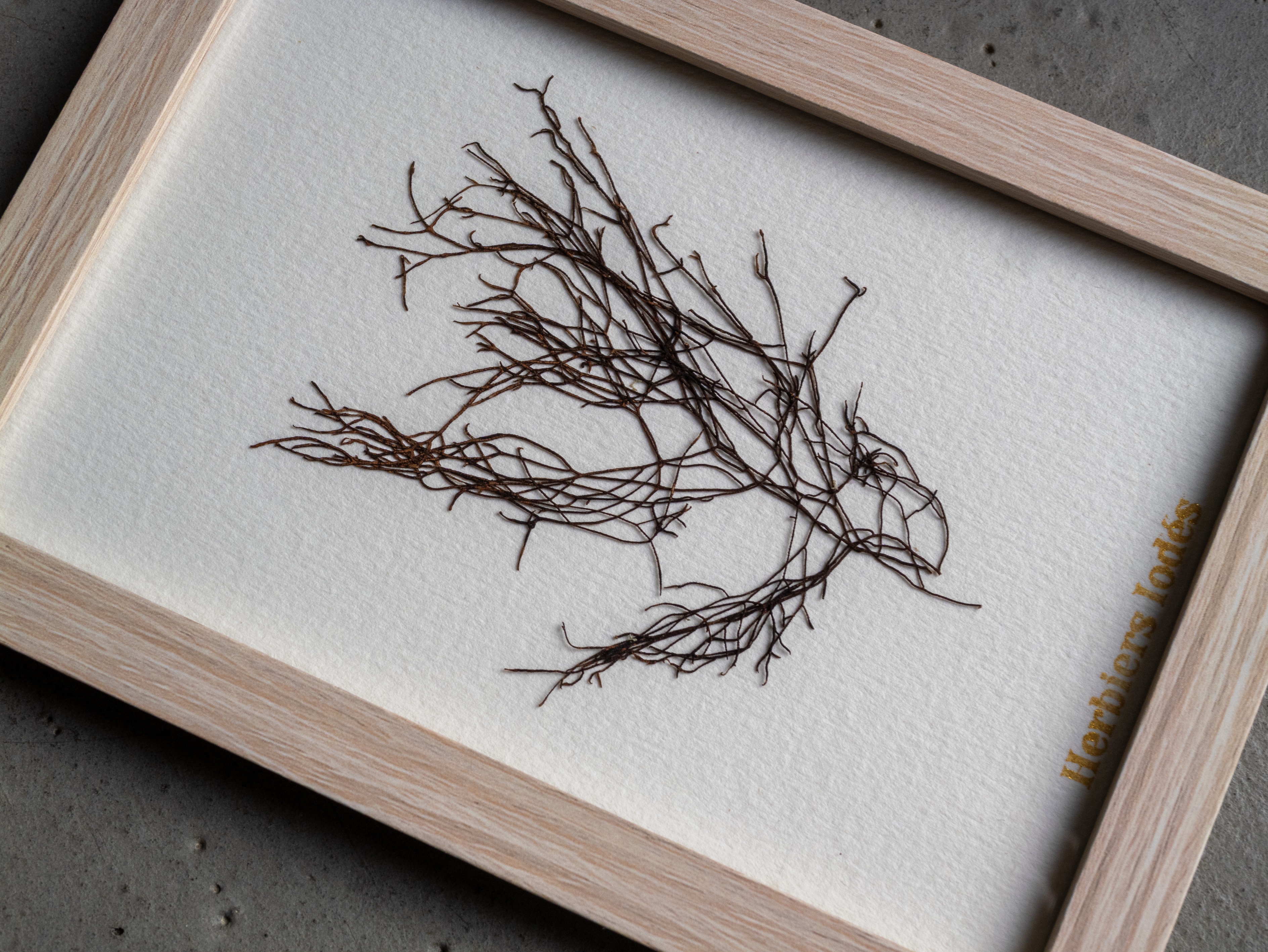 Alguier Encre Noire 🖤 - Format 10 x 15 cm