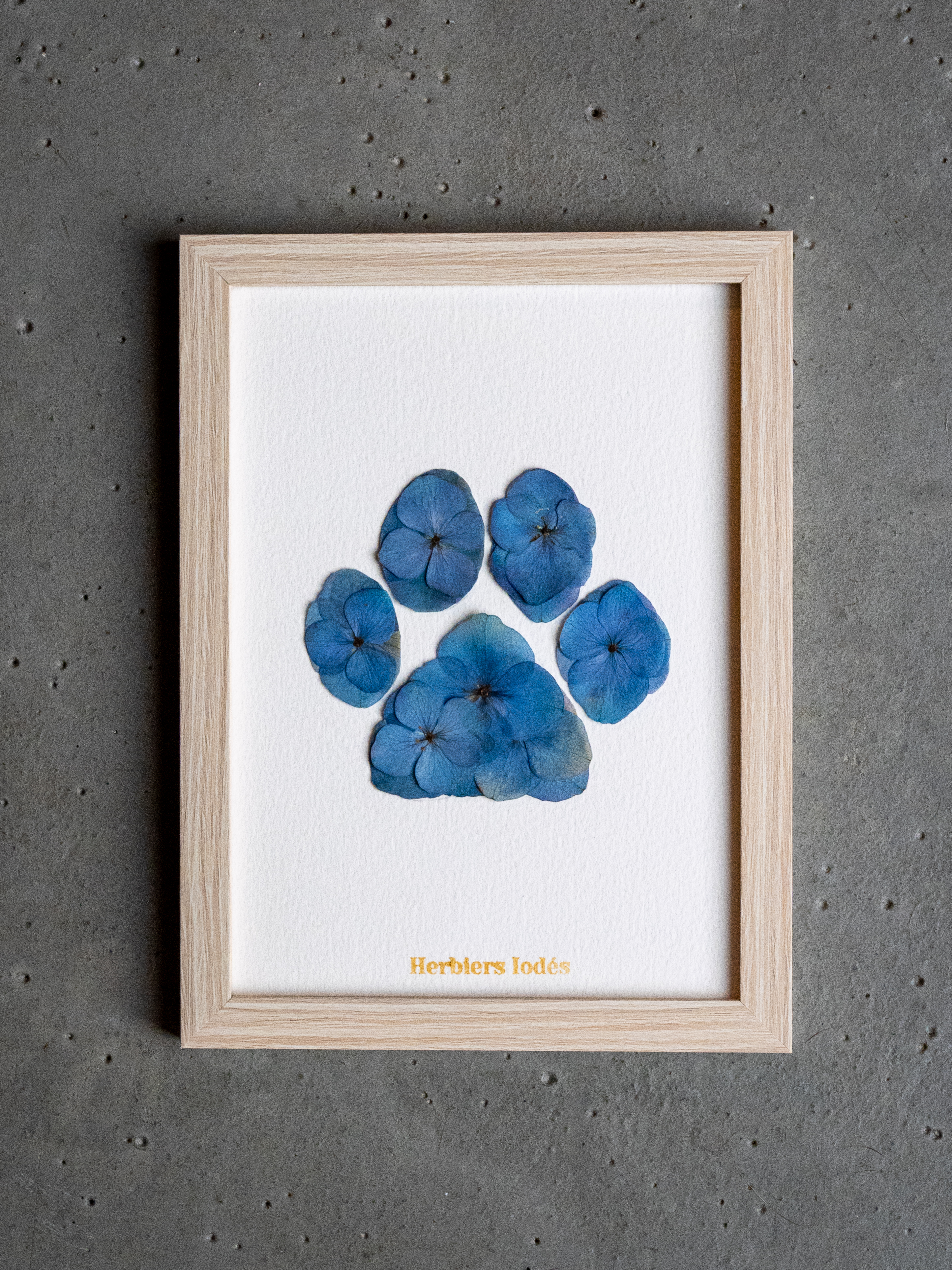 Herbier "Patte Bleue" -  13 x 18 cm