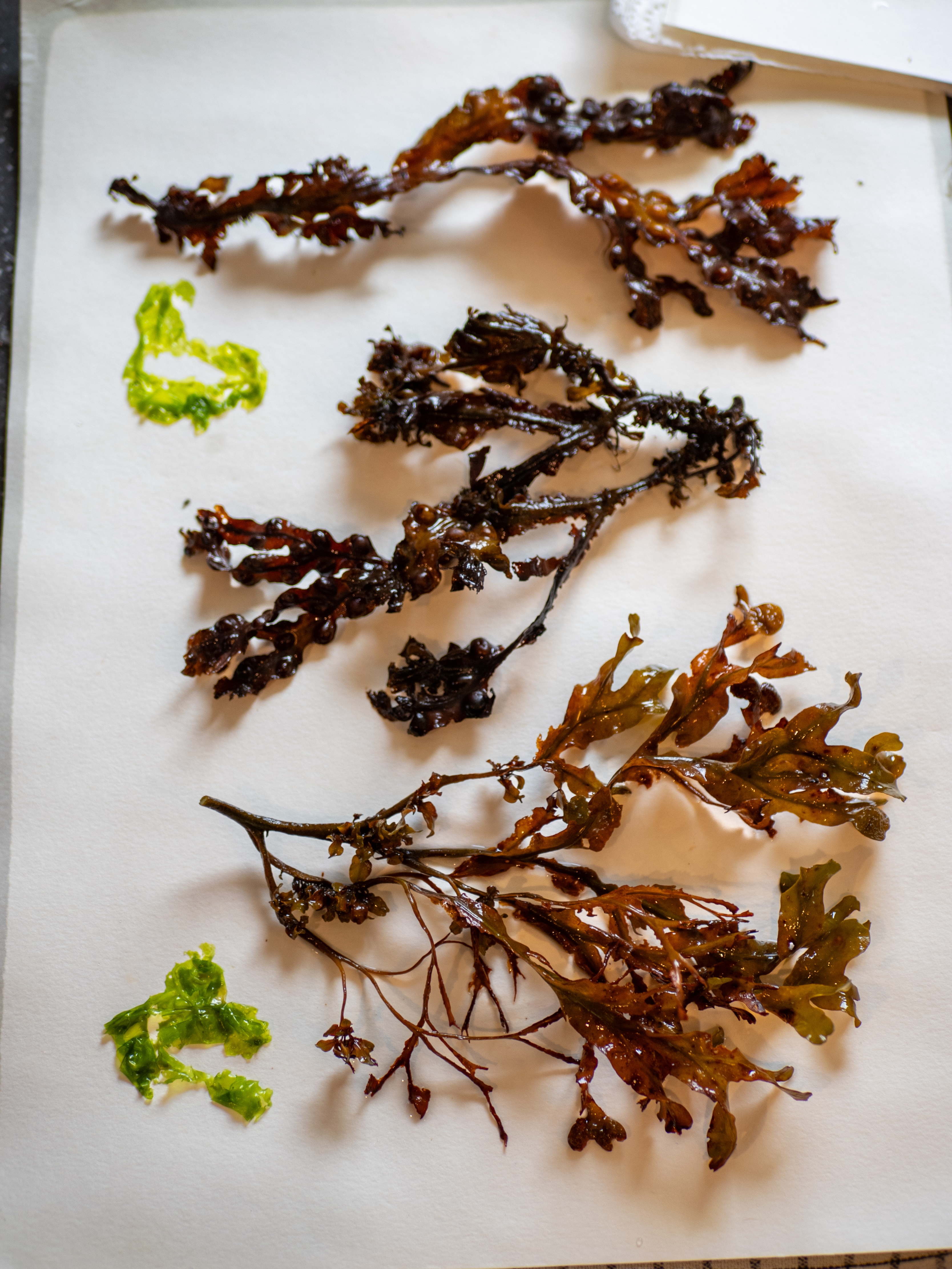 Alguier "Bouquet Marin" 🌊 - Format 18 X 24 cm