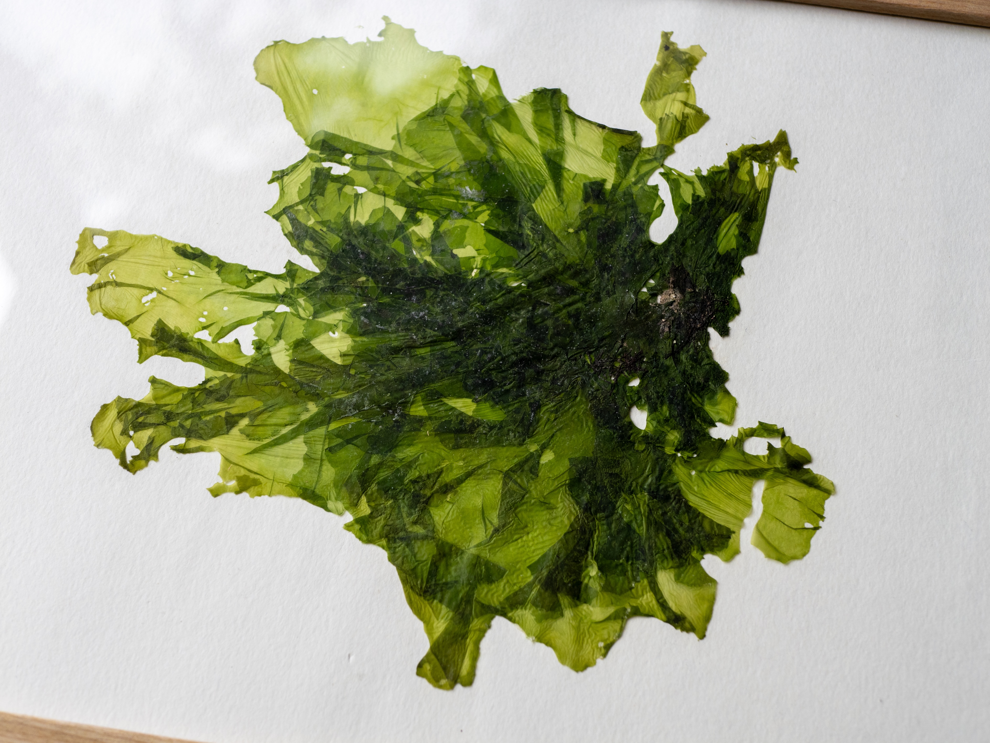 Alguier "Laitue de Mer" 🌊 - Format A4