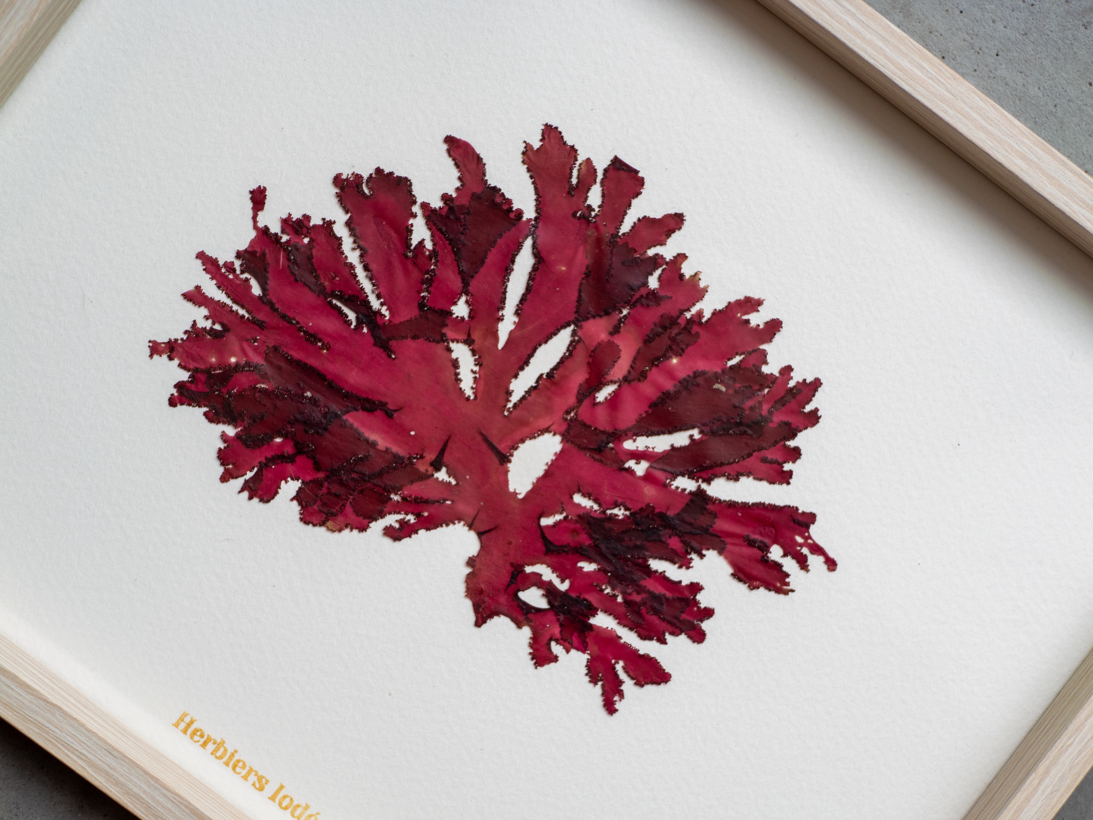 Alguier Rubis de Pors-Béni 💎 - Format 20 x 25 cm