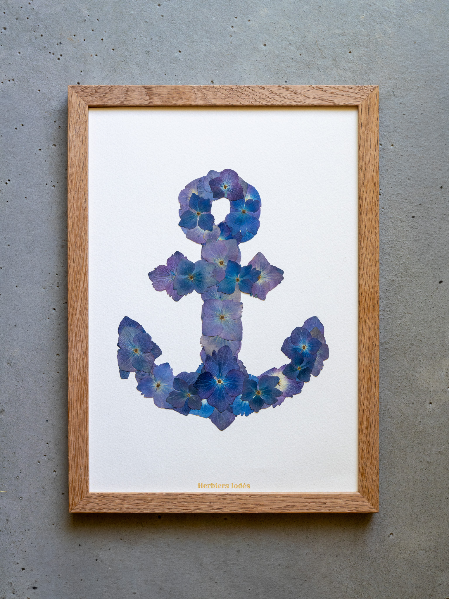 "Ancre Marine" Herbier d'hortensias - Format A4