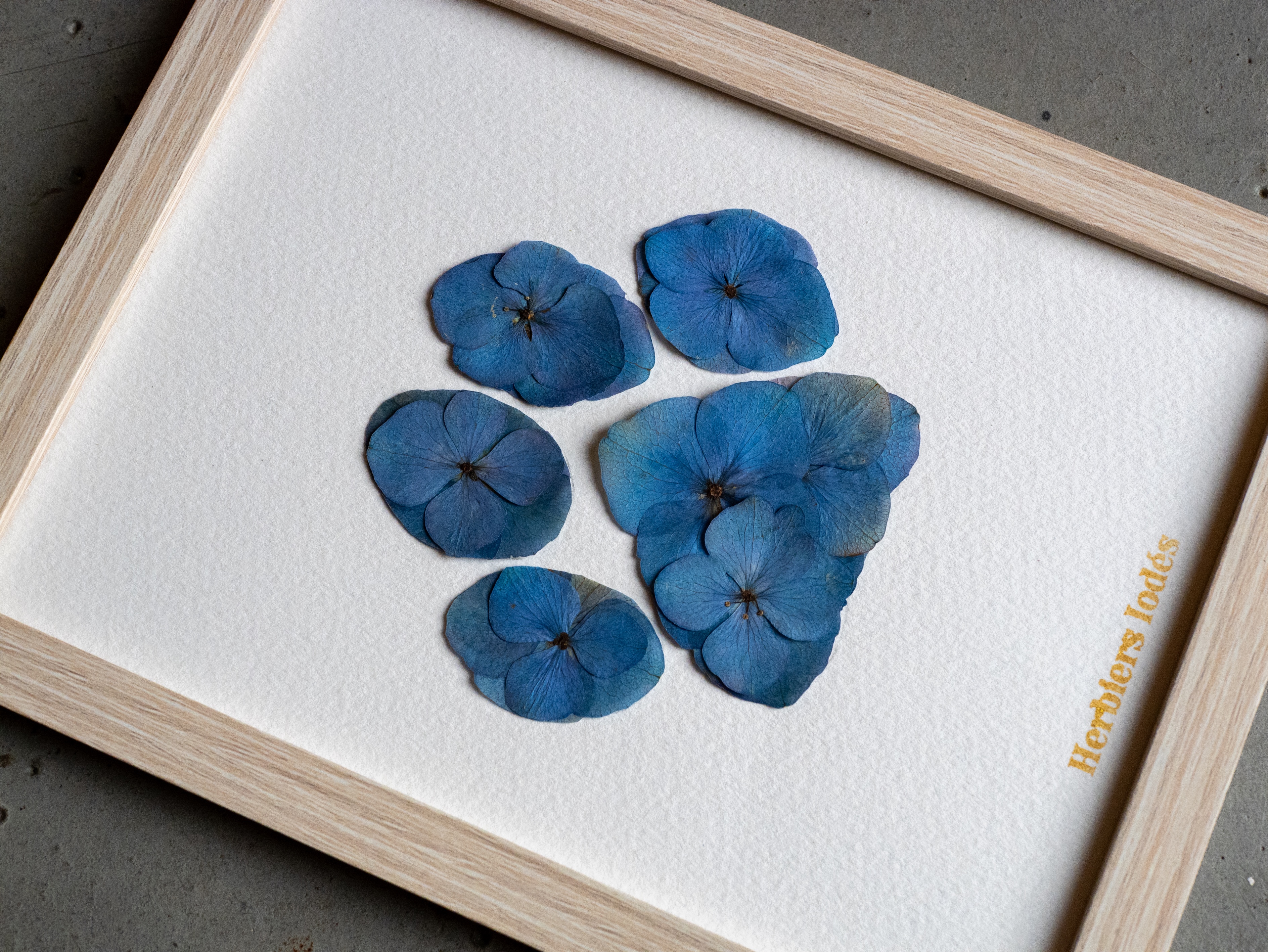 Herbier "Patte Bleue" -  13 x 18 cm