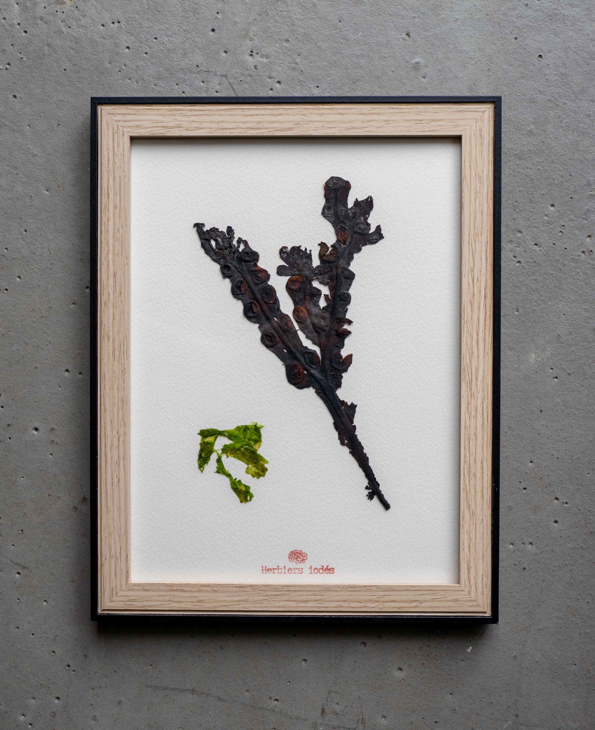 Alguier "Ombre & Lumière" 🌊 - Format 21 X 27 cm