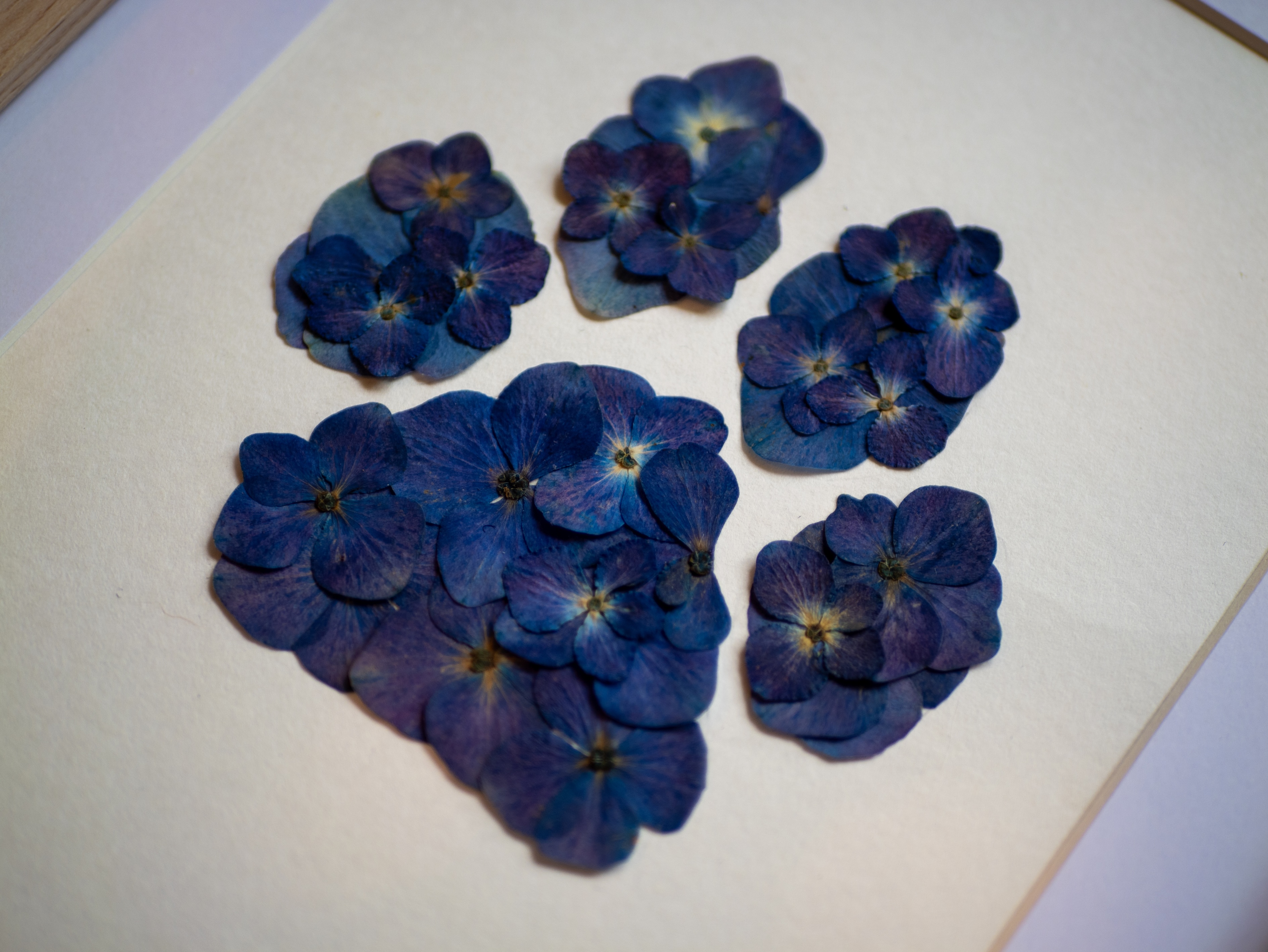 Herbier "Patte Bleue" 🐾  18 x 24 cm