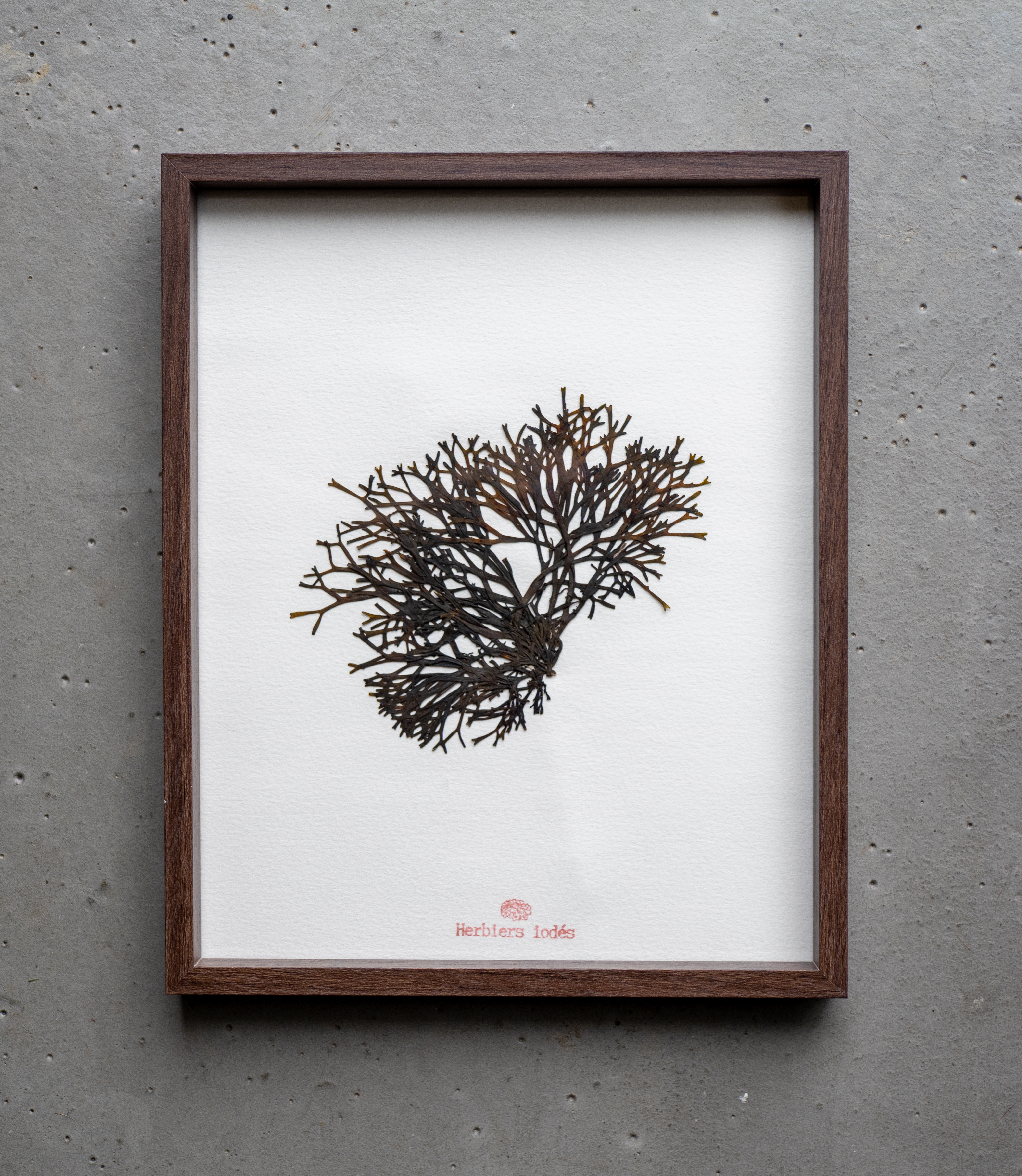 Alguier "Arbre de Mer" 🌊 - Format 20 X 25,5 cm