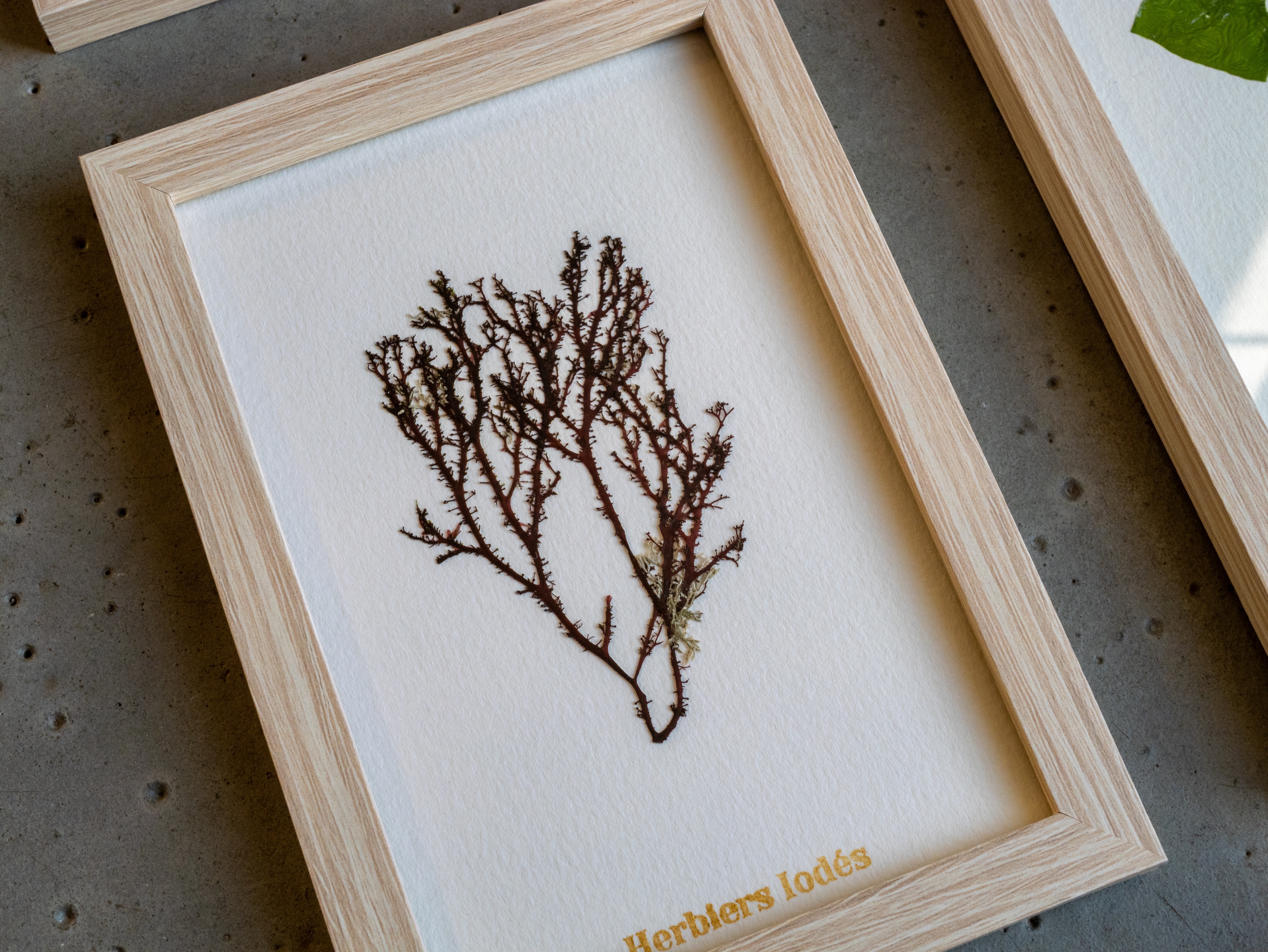 Alguier Arbre de Corail 🌳 - Format 10 x 15 cm