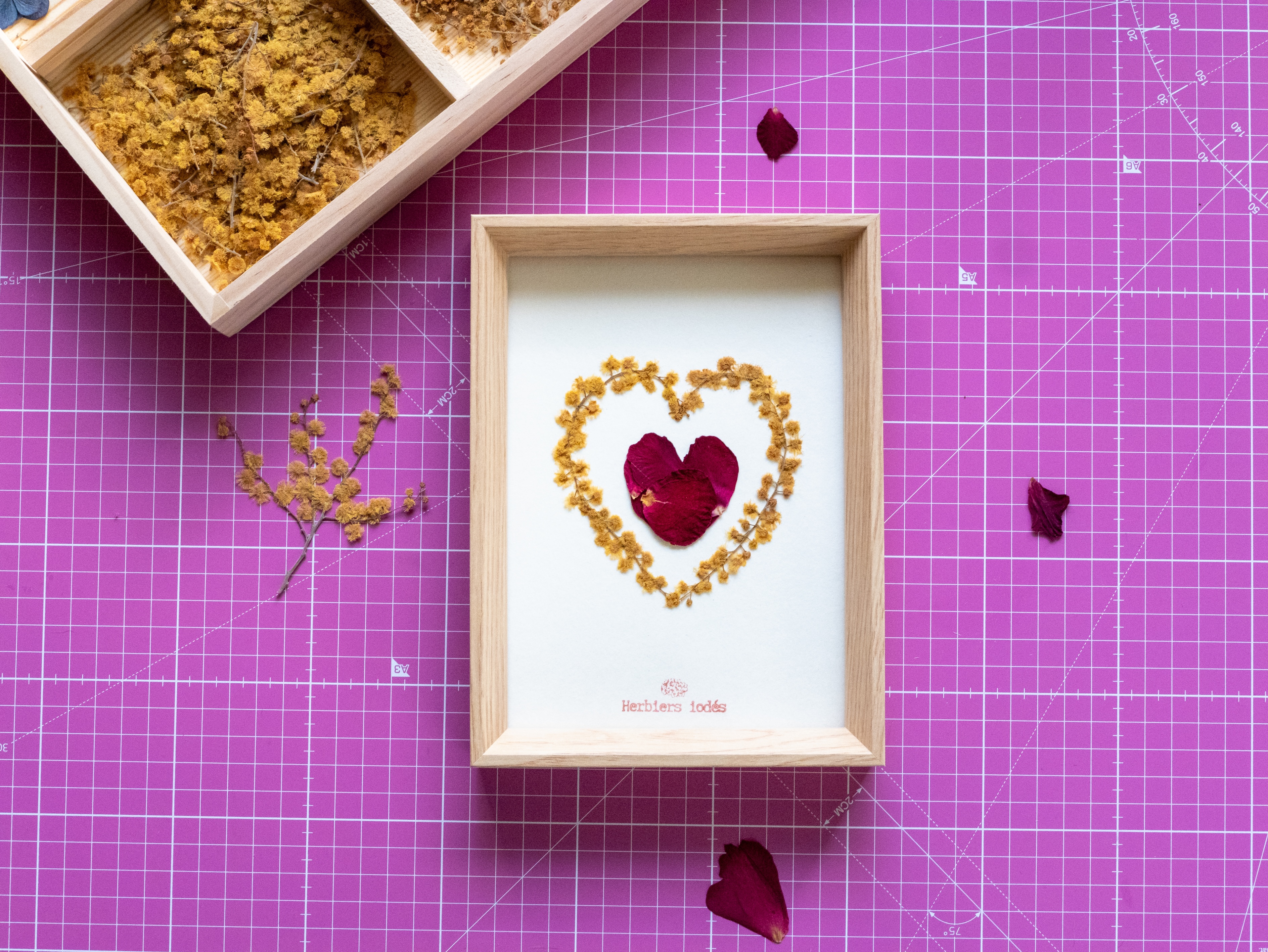 Herbier "Passion & lumière"  Rose & Mimosa 