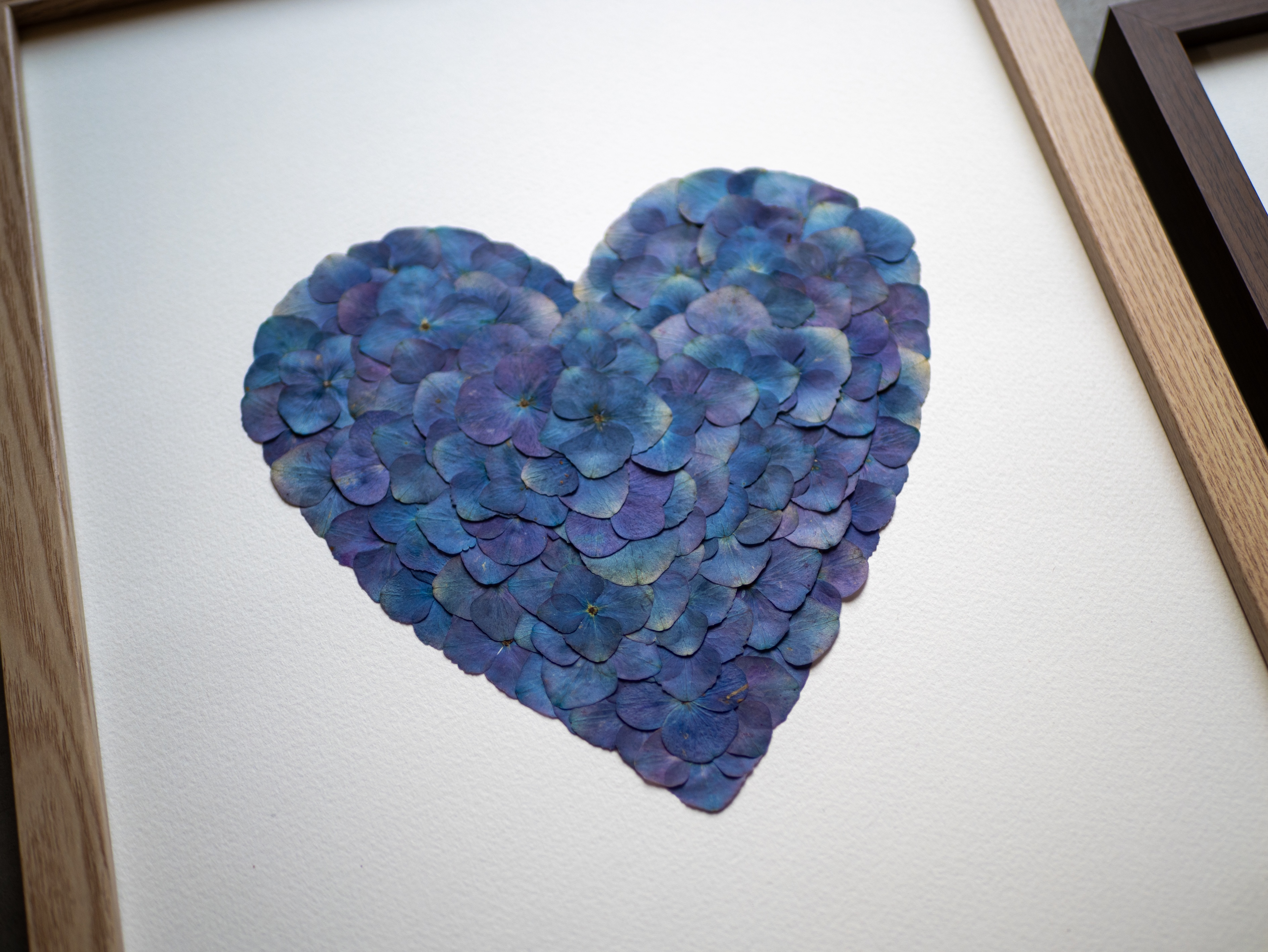 "Coeur écailles océanes" Herbier d'hortensias - 30 x 40 cm
