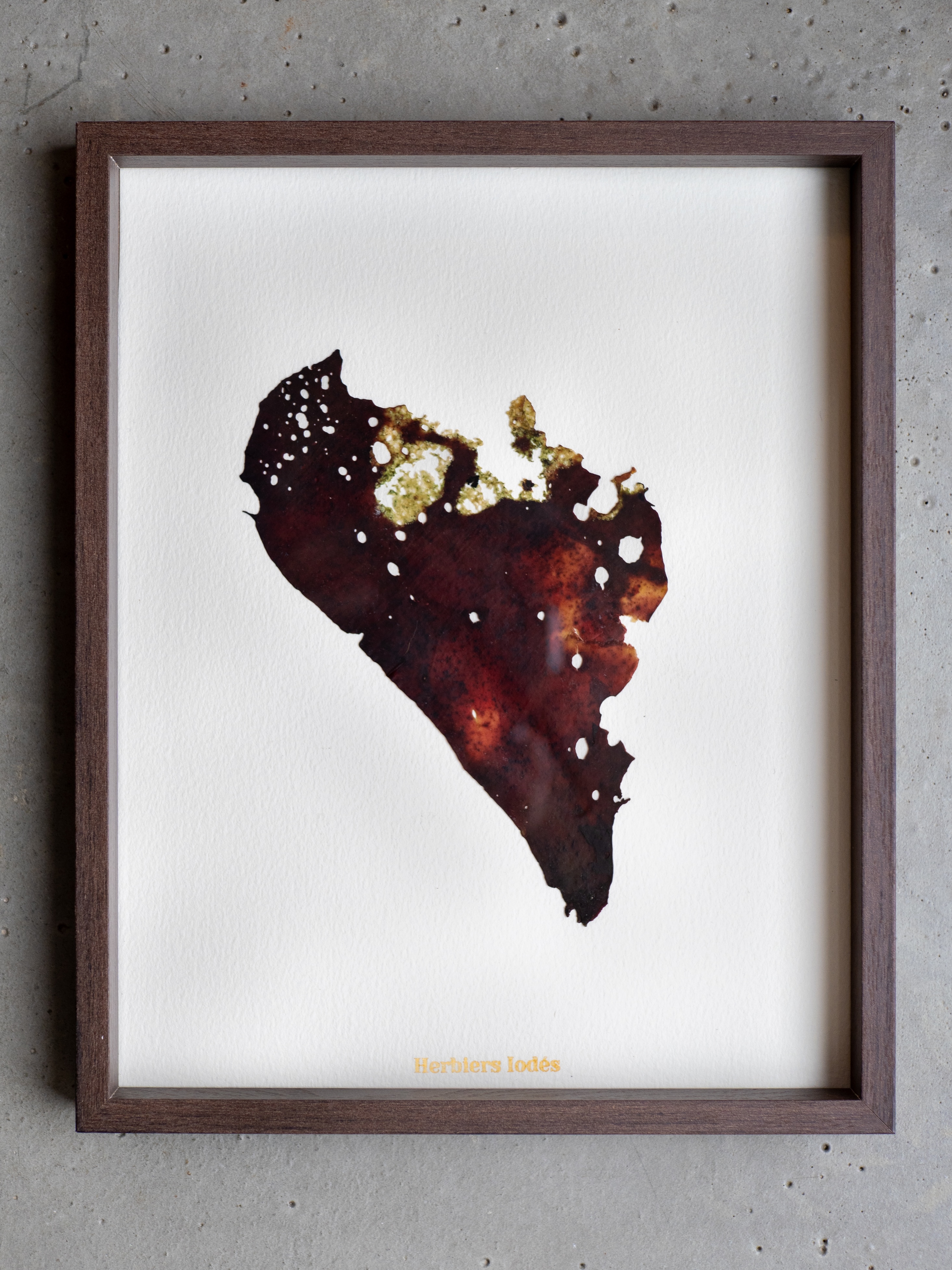 Alguier Parchemin Marin 📜 - Format 20 x 25 cm