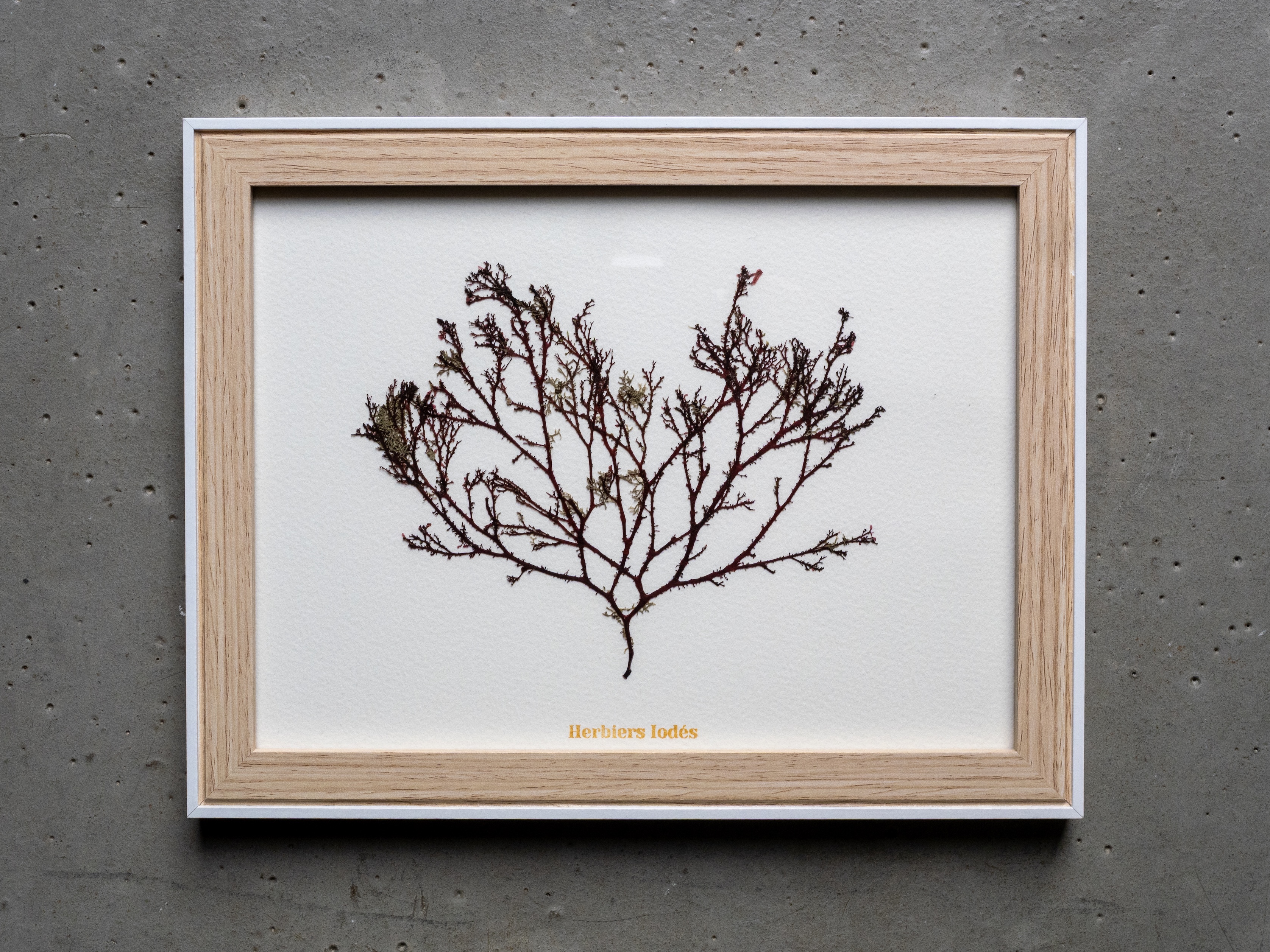 Alguier Arbre Pourpre 🌳 - Format 18 x 24 cm