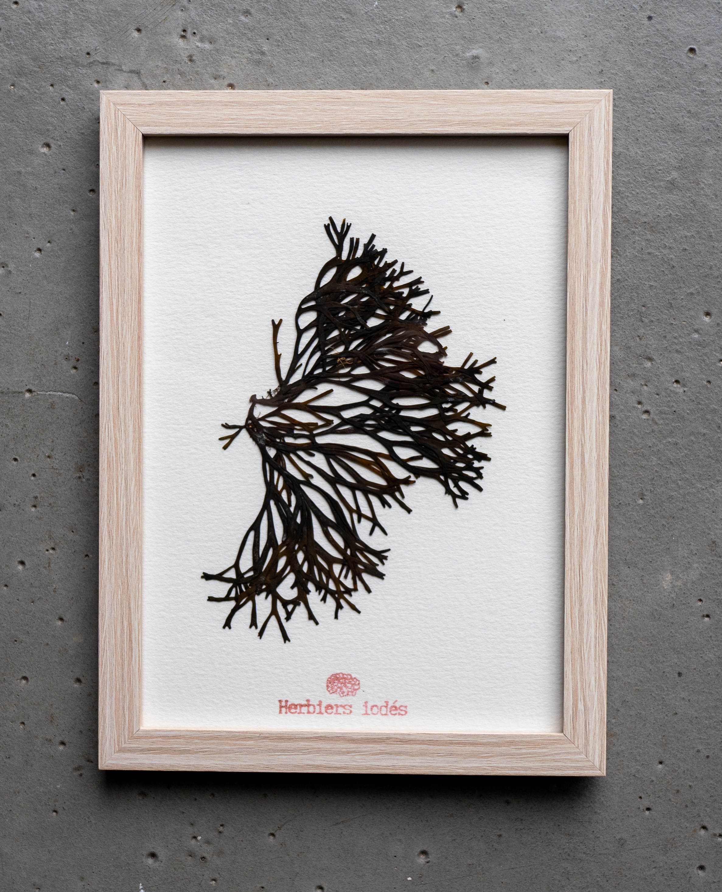 Alguier "Arbre de Mer" 🌊 - Format 13 X 18 cm