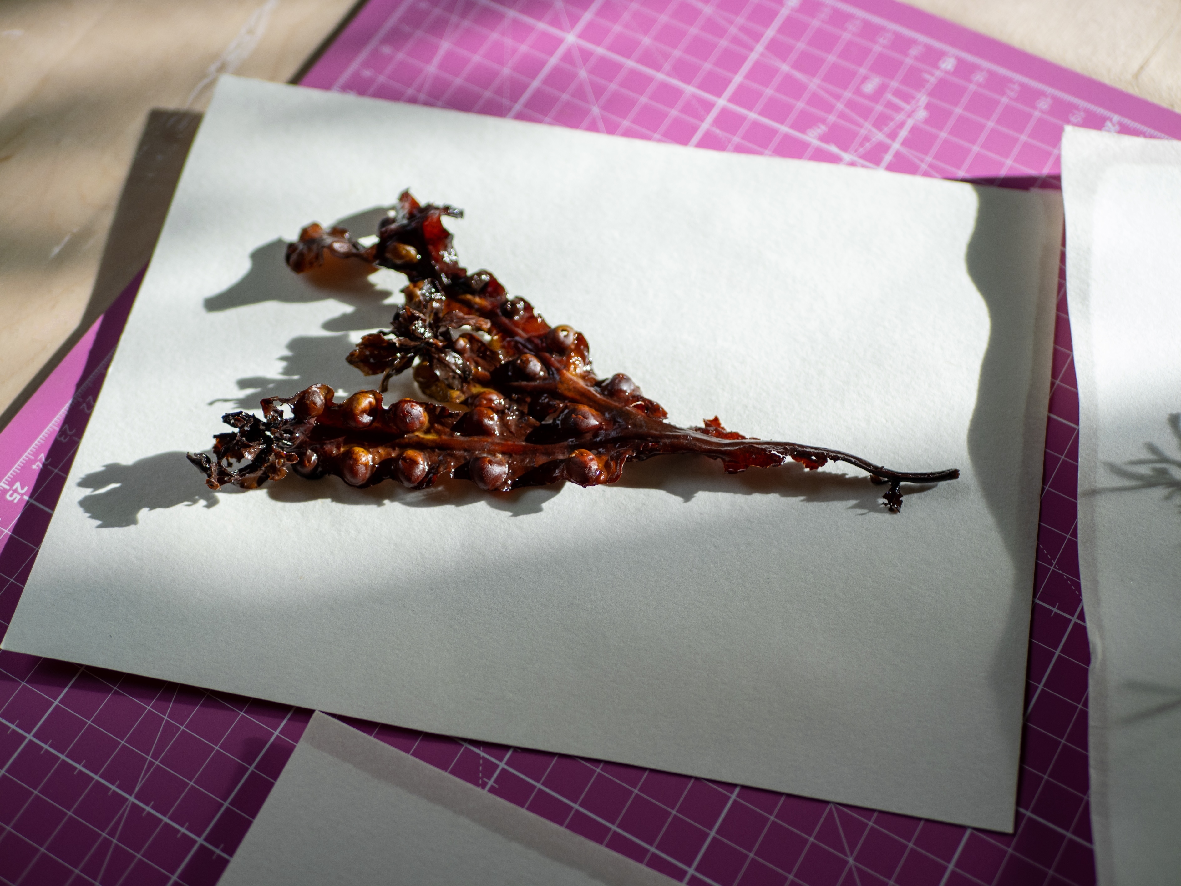 Alguier "Ombre & Lumière" 🌊 - Format 21 X 27 cm