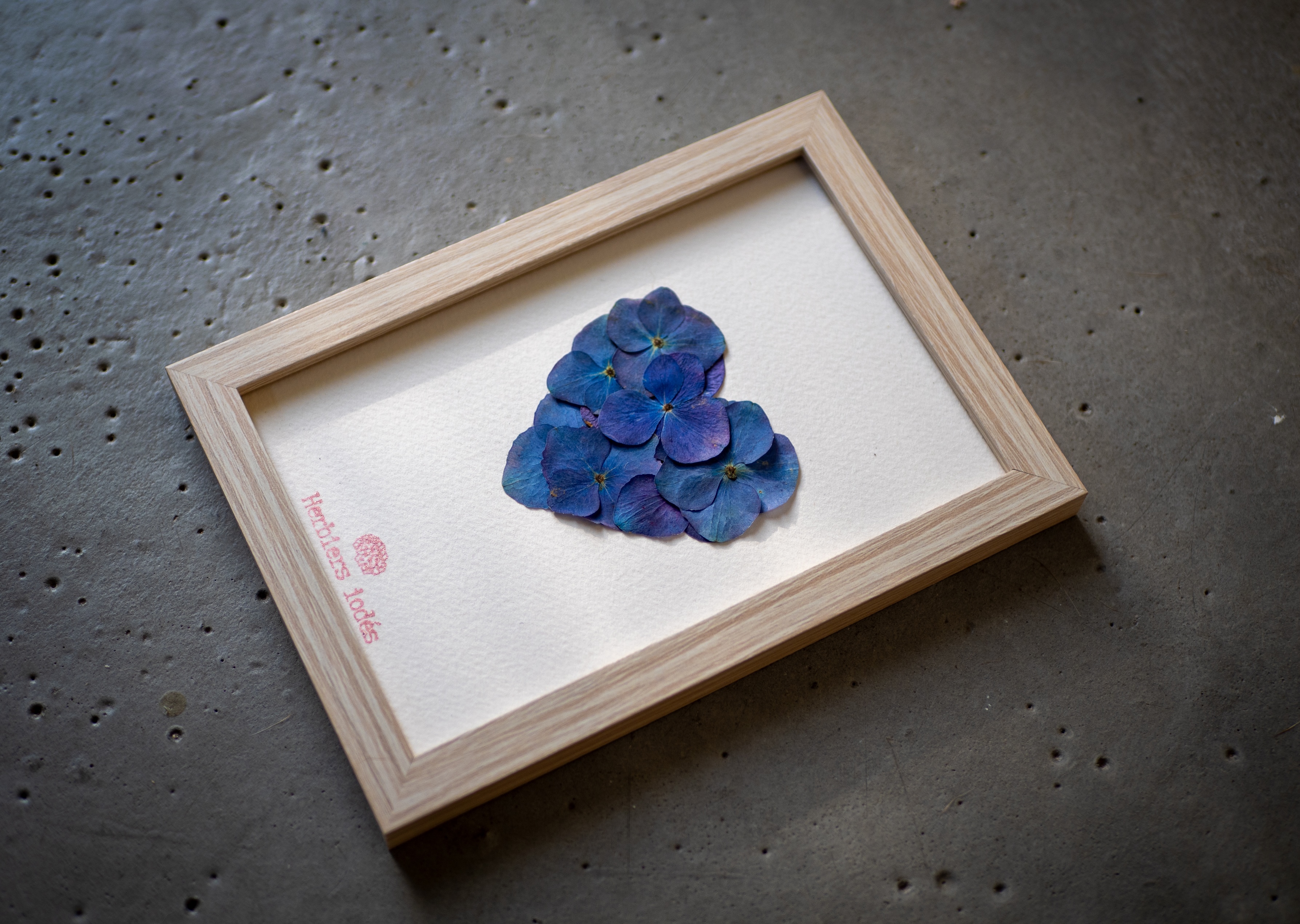 "Coeur Bleu Miniature" - Herbier Hortensias 10 x 15 cm