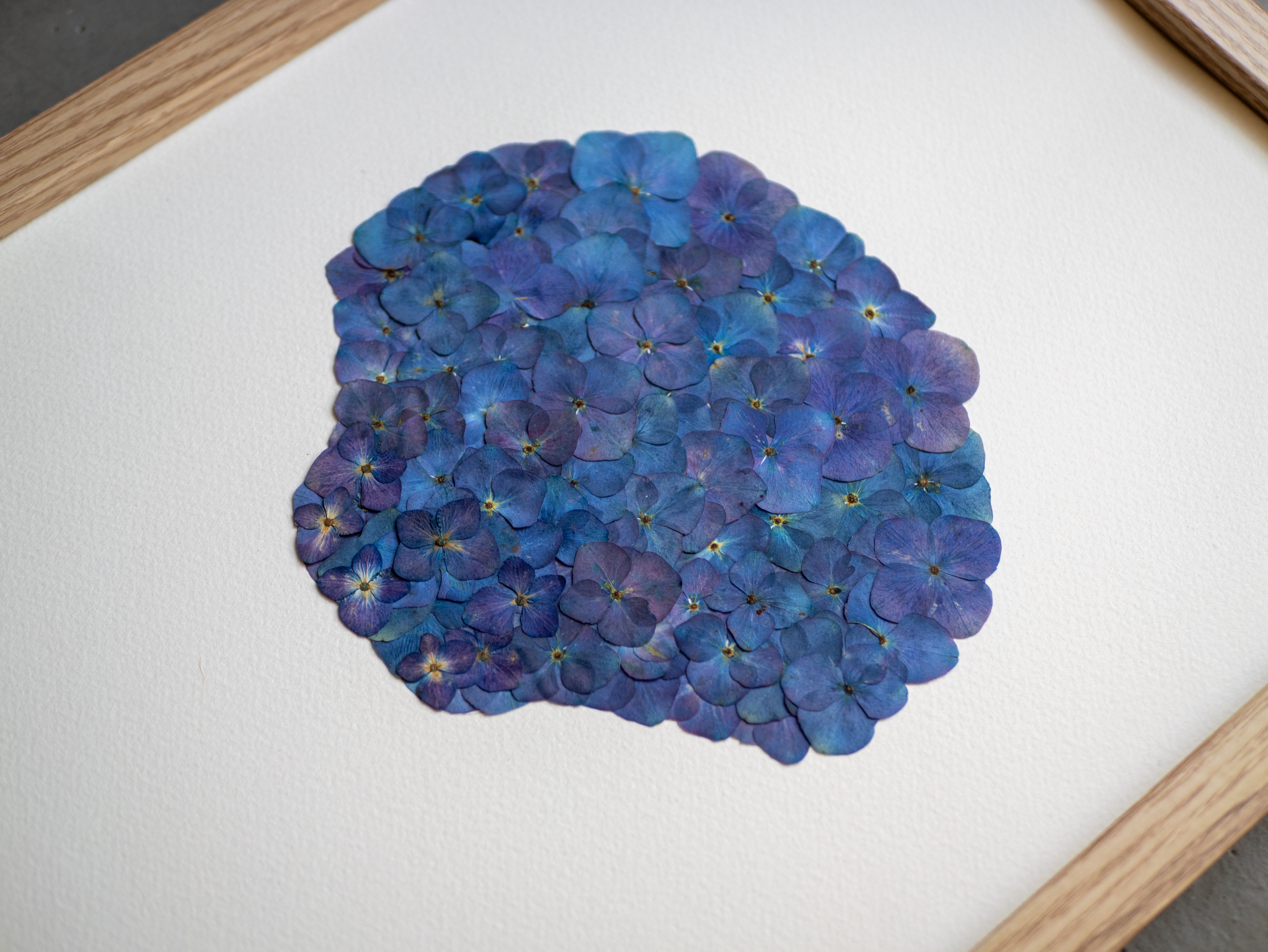 "Coquille Iodé" Herbier d'hortensias - 30 x 40 cm