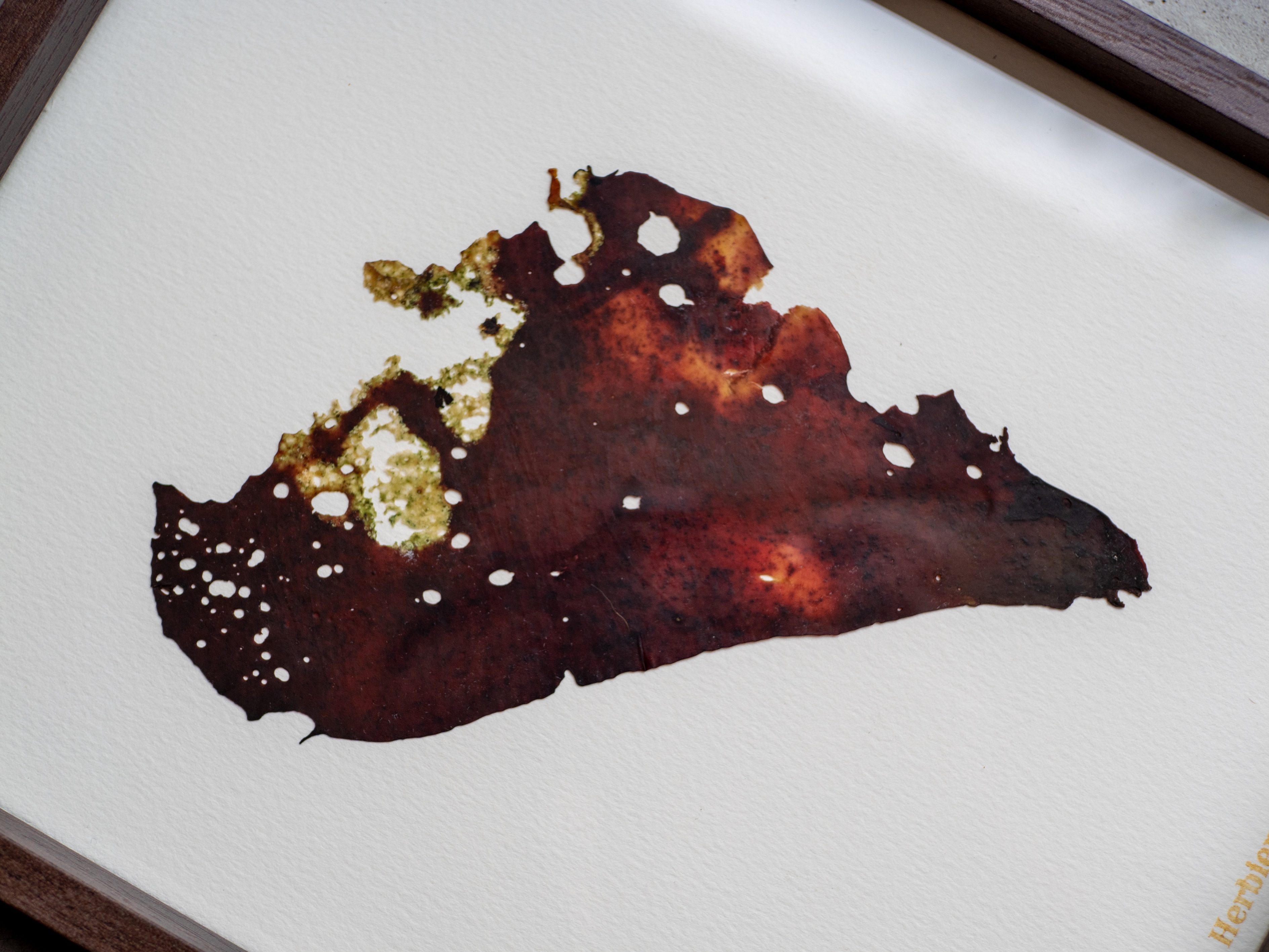 Alguier Parchemin Marin 📜 - Format 20 x 25 cm