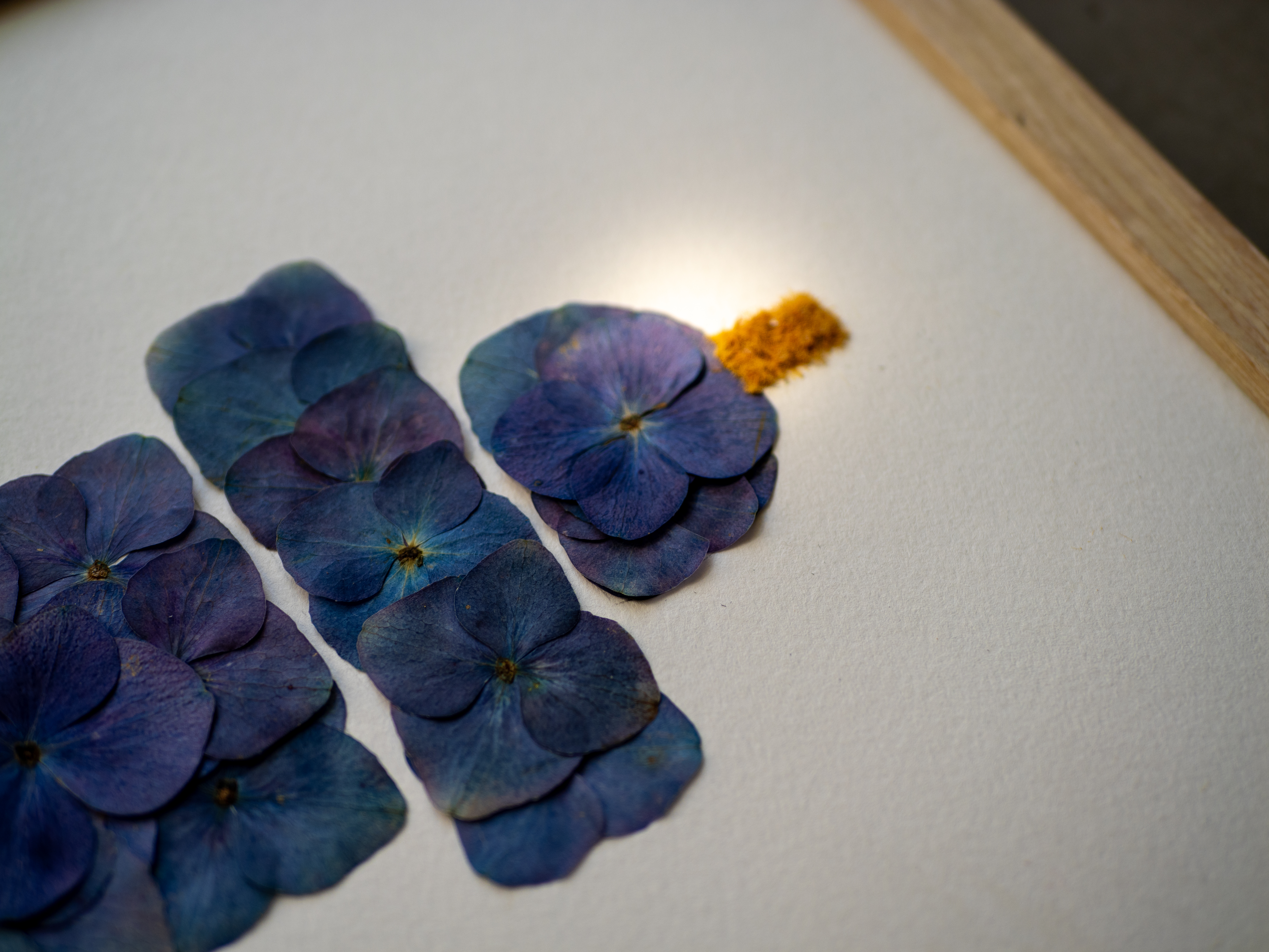 "Phare Breton" Herbier d'hortensias / Mimosa 