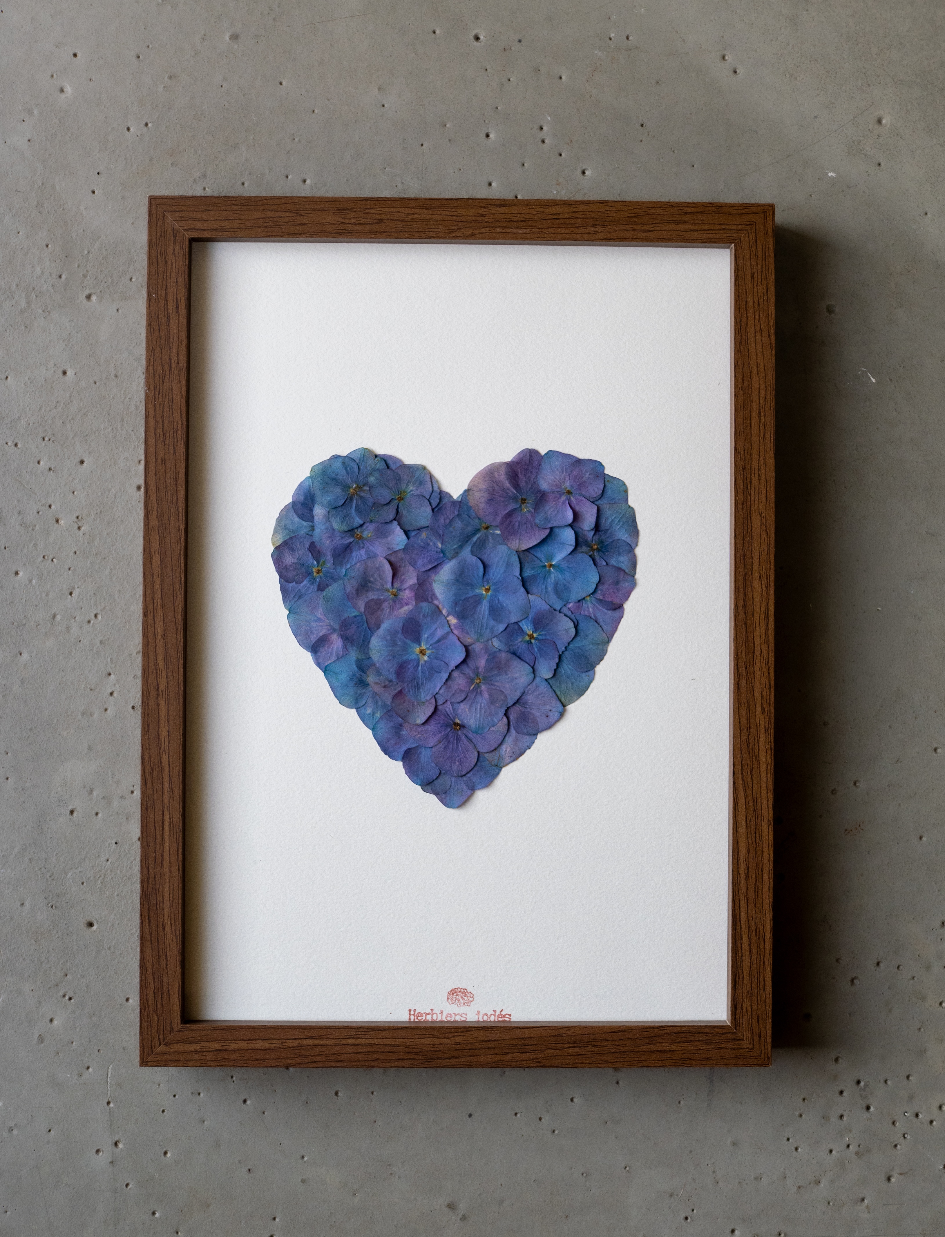 "Coeur bleu dégradé " Herbier d'hortensias  23 x 31,5 cm