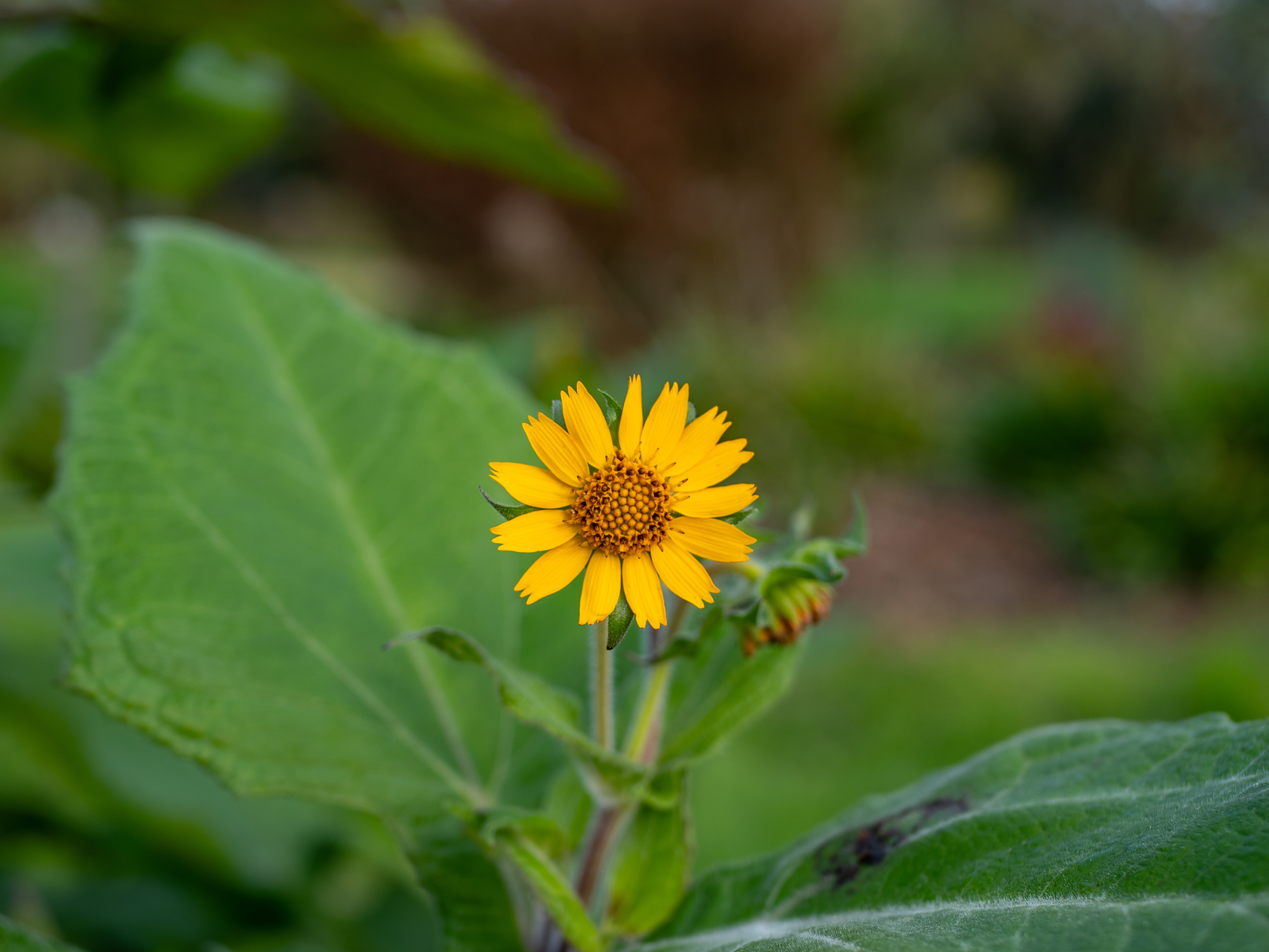 Herbier "Yacon Doré" -  13 x 18 cm