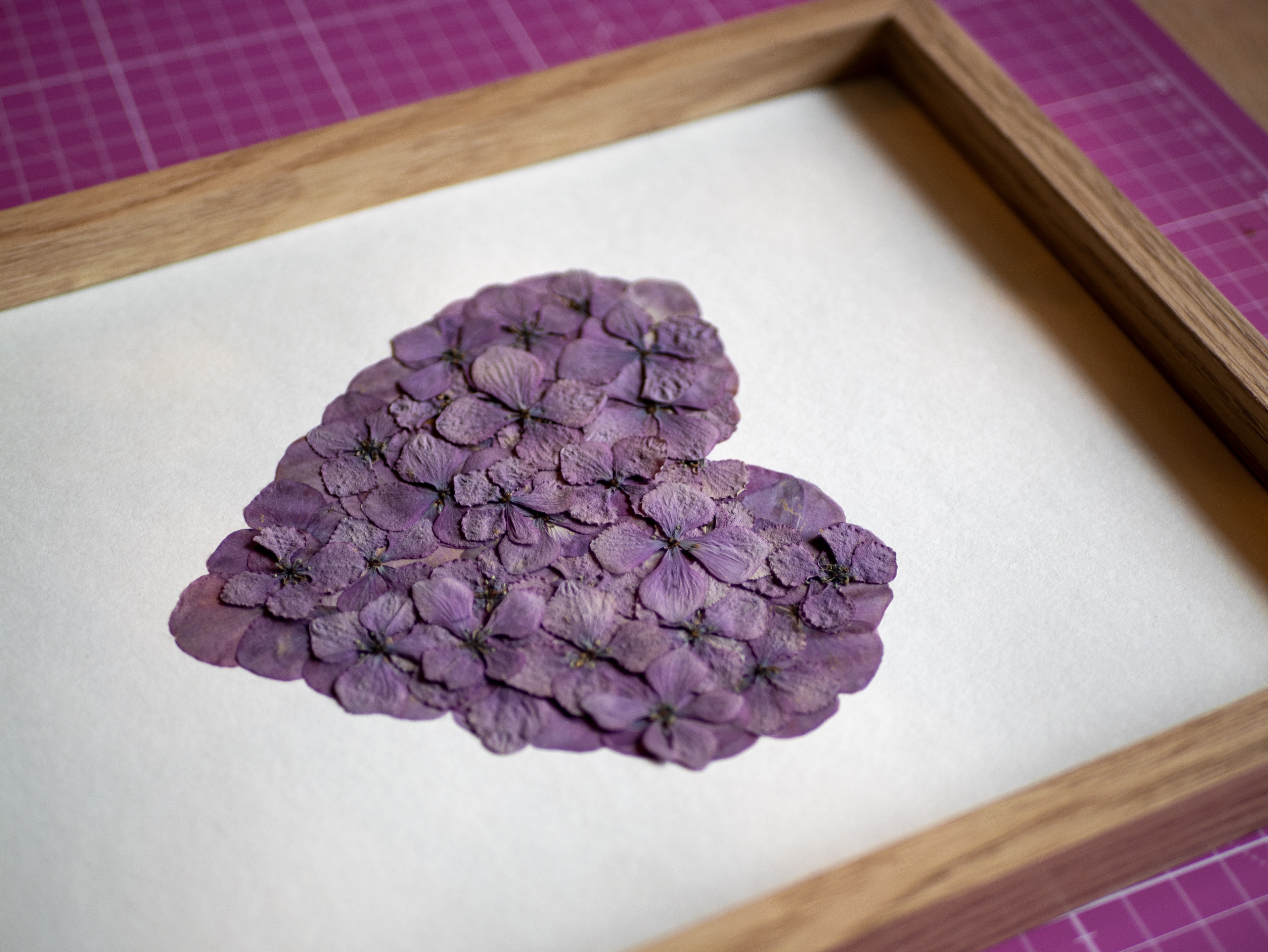 Herbier "Coeur Mauve de Bretagne"