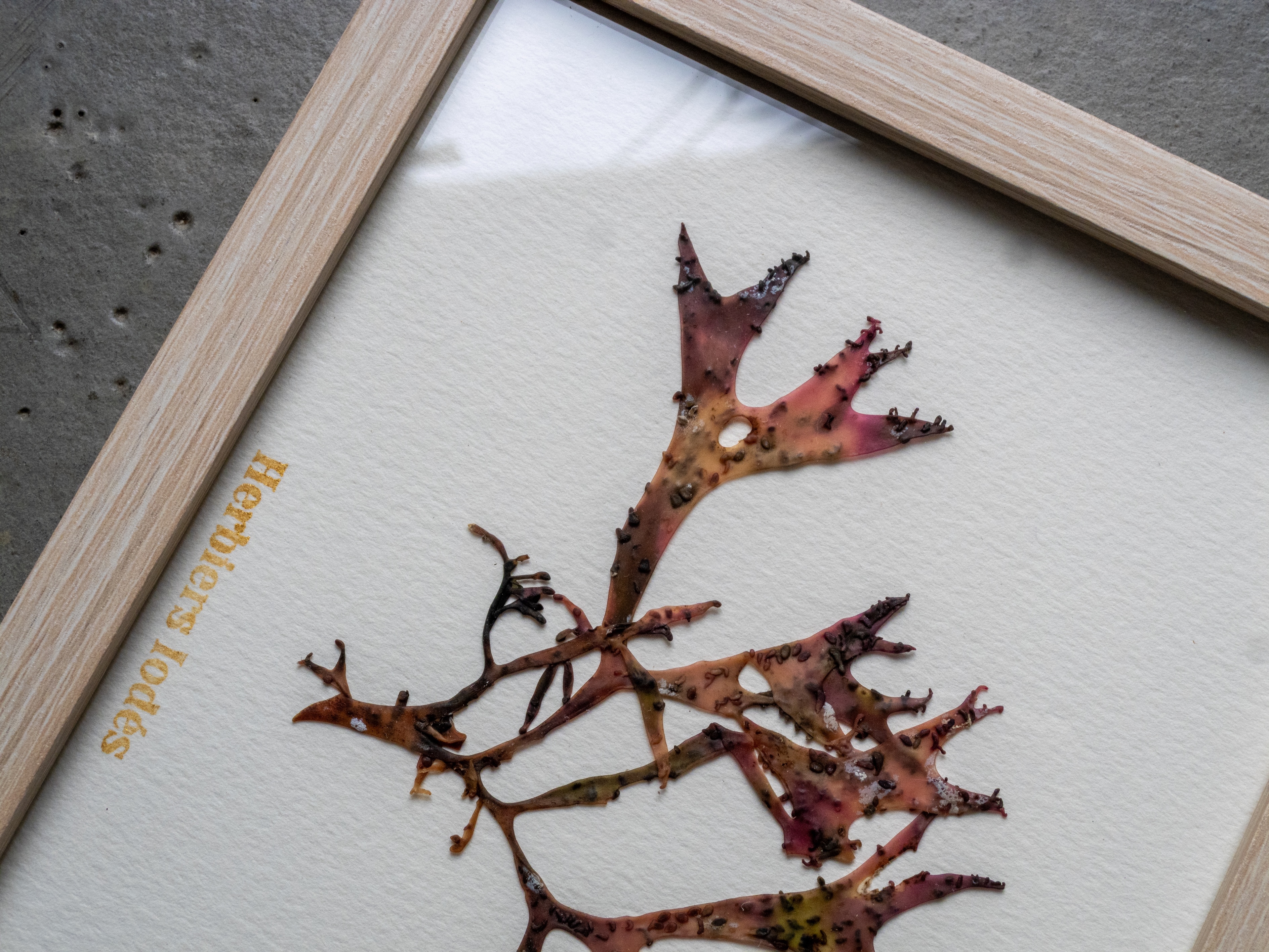 Alguier Arlequin des Mers 🎭 - Format 13 x 18 cm