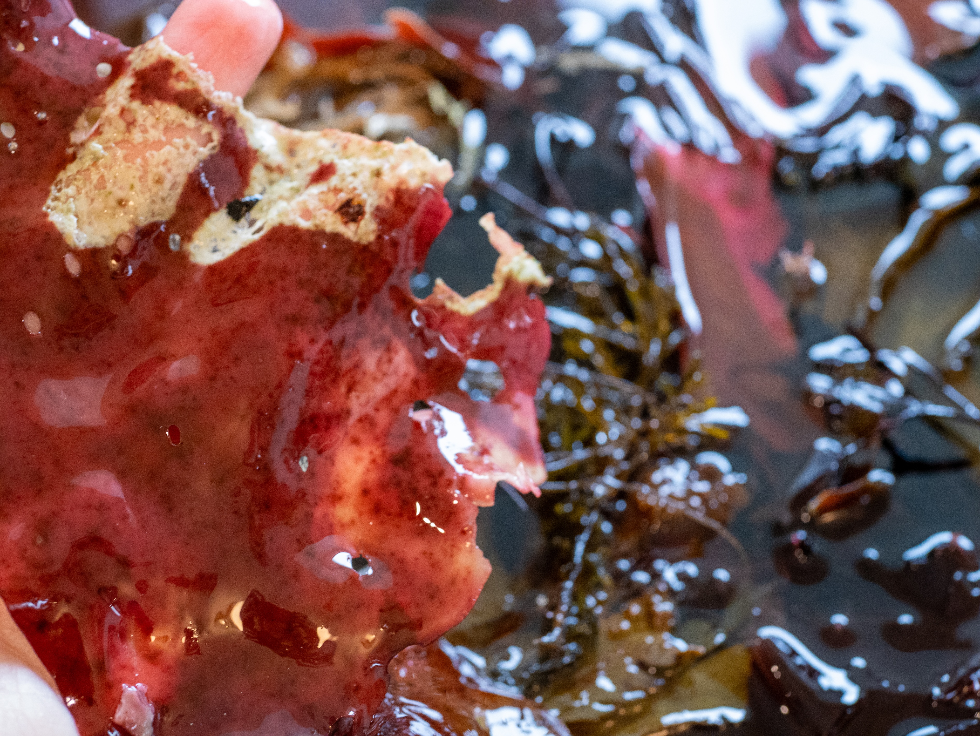 Alguier Parchemin Marin 📜 - Format 20 x 25 cm